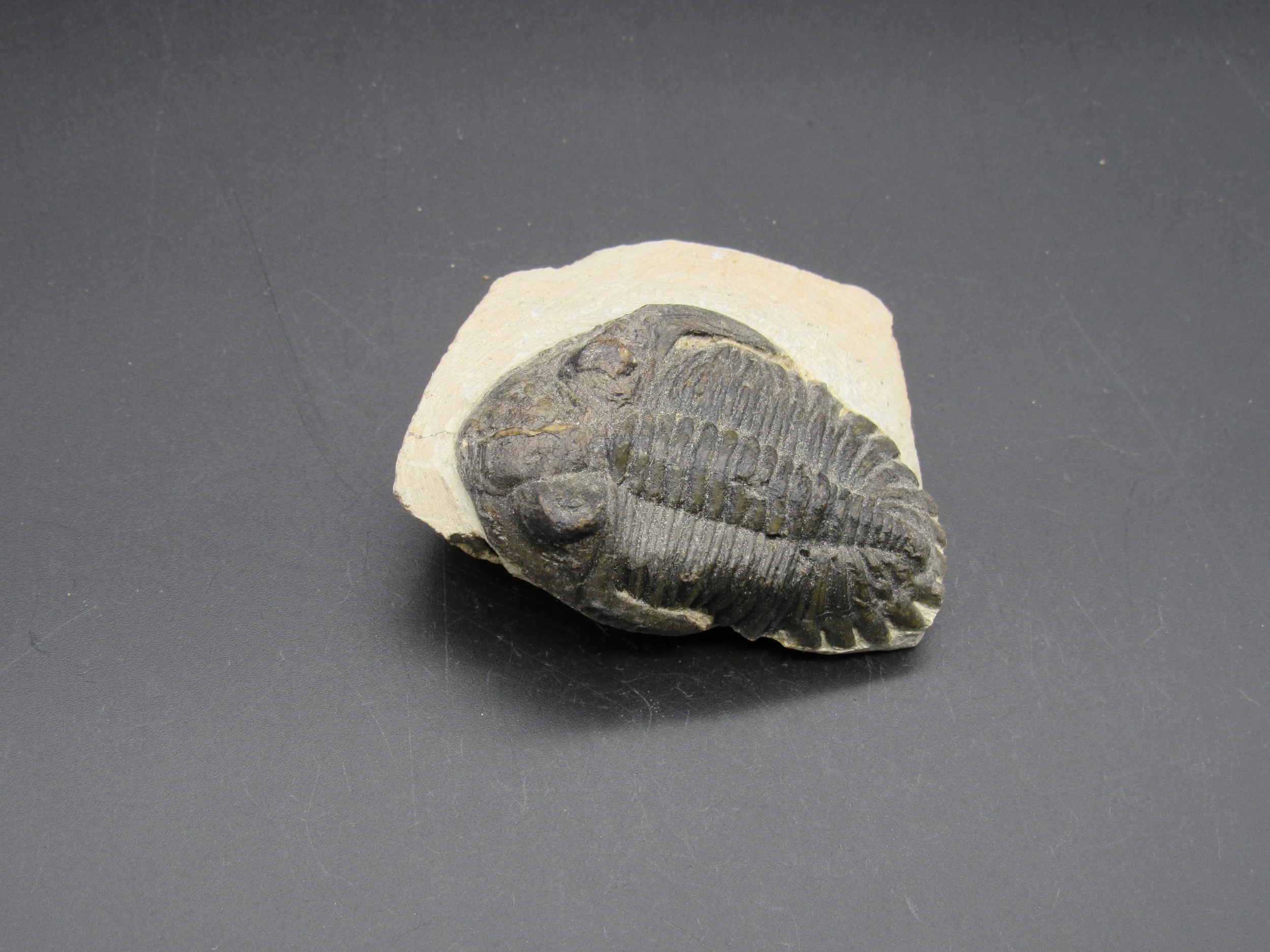 Trilobite Hollardops - Morocco