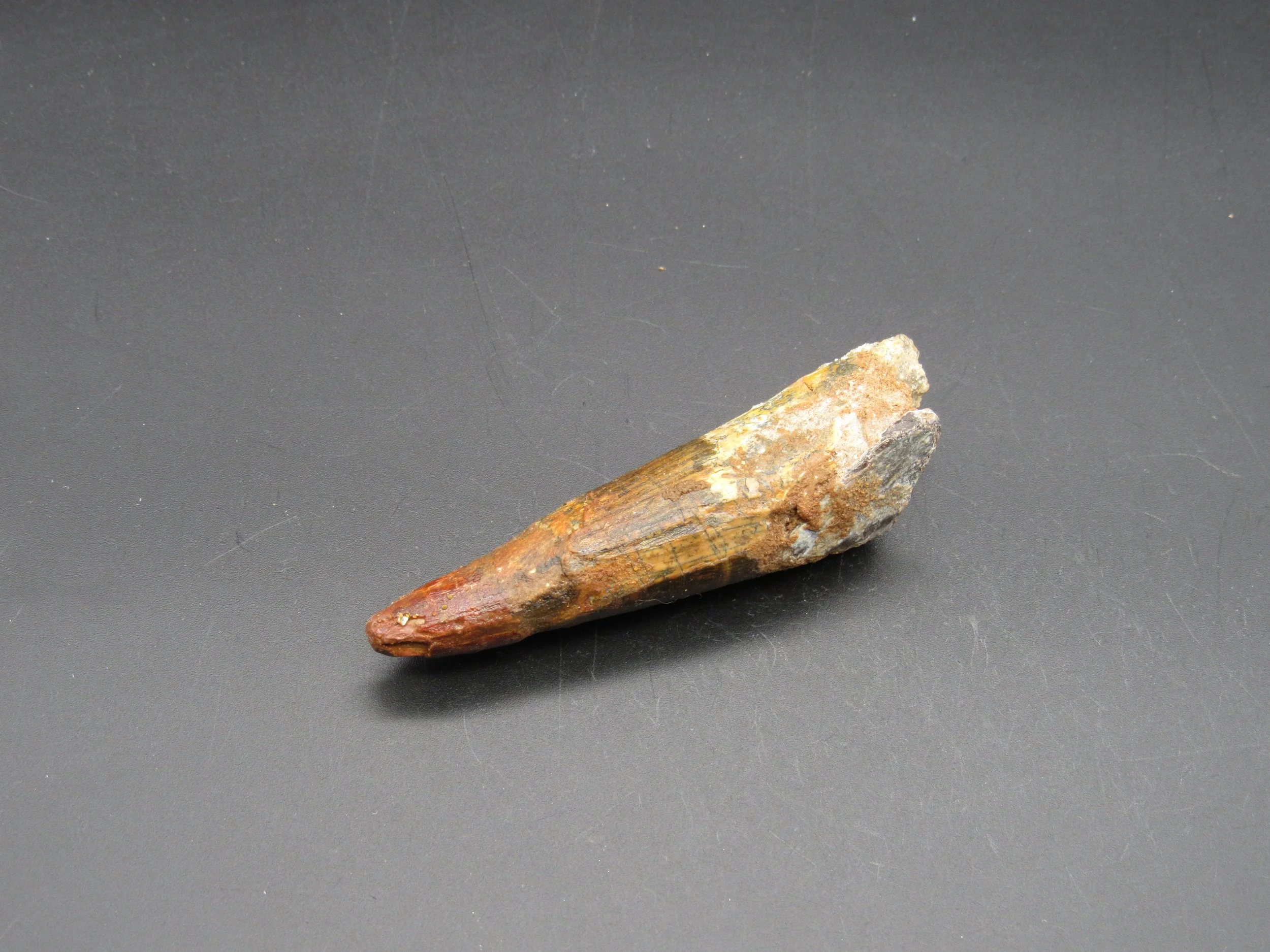 Spinosaurus Tooth - Morocco