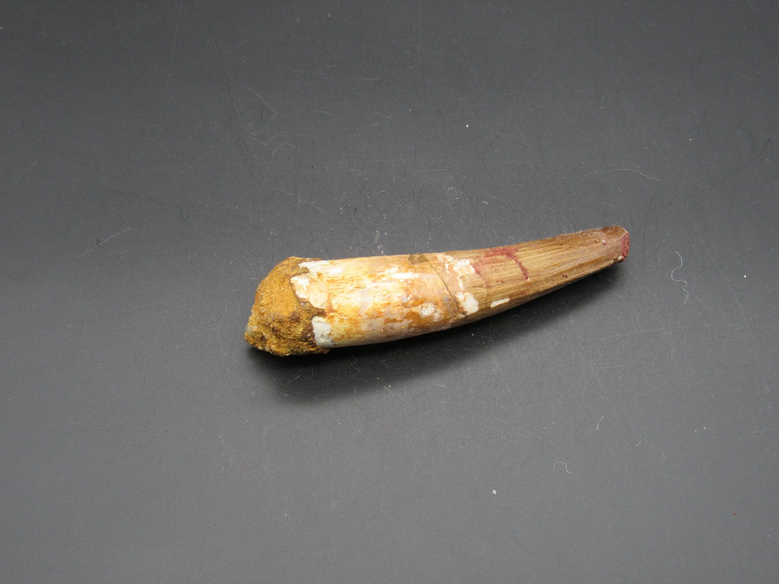 Spinosaurus Tooth - Morocco