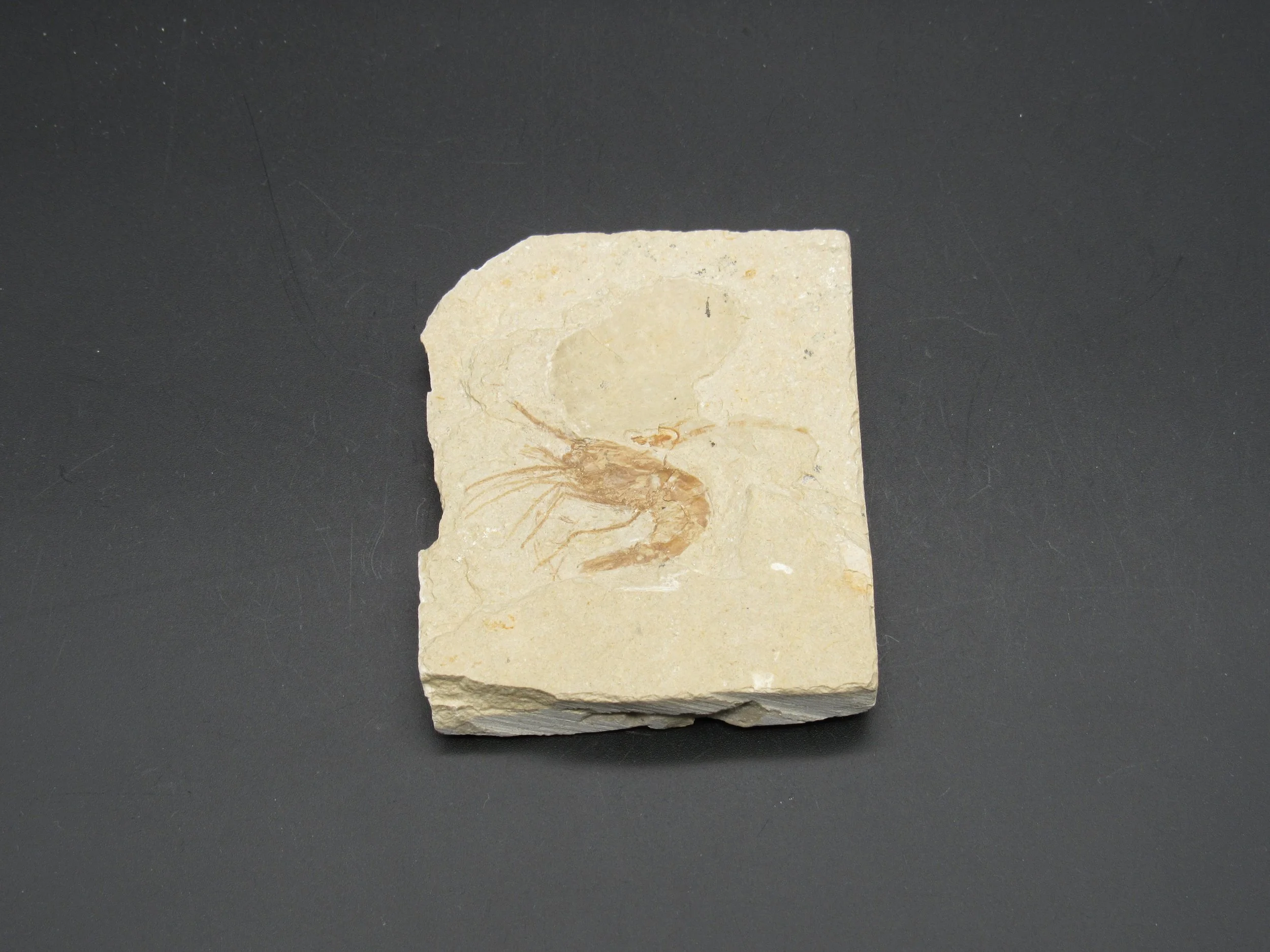 Fossil Shrimp - Lebanon