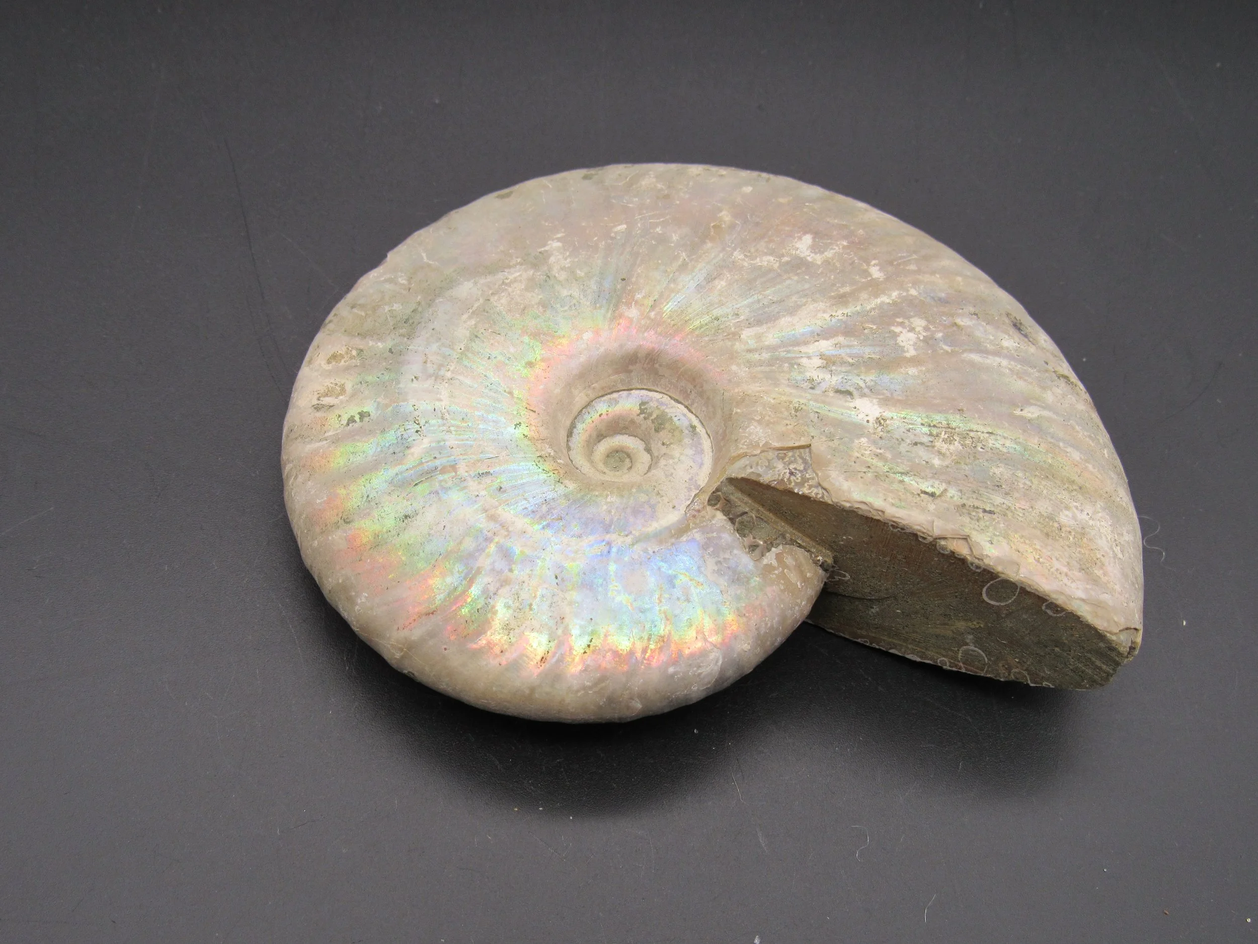 Ammonite (Cleoniceras) - Madagascar