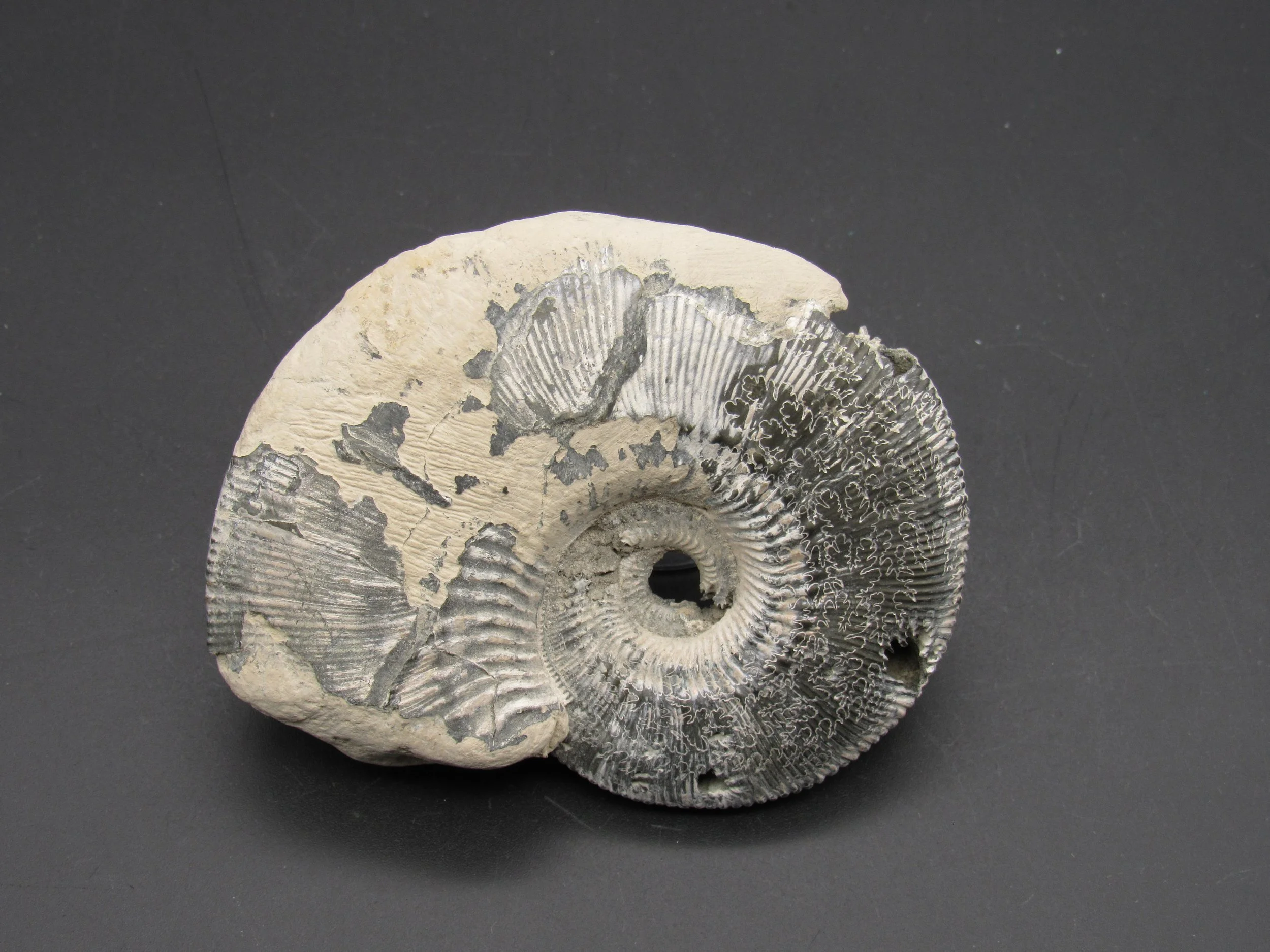 Pyritized Ammonite - Russia