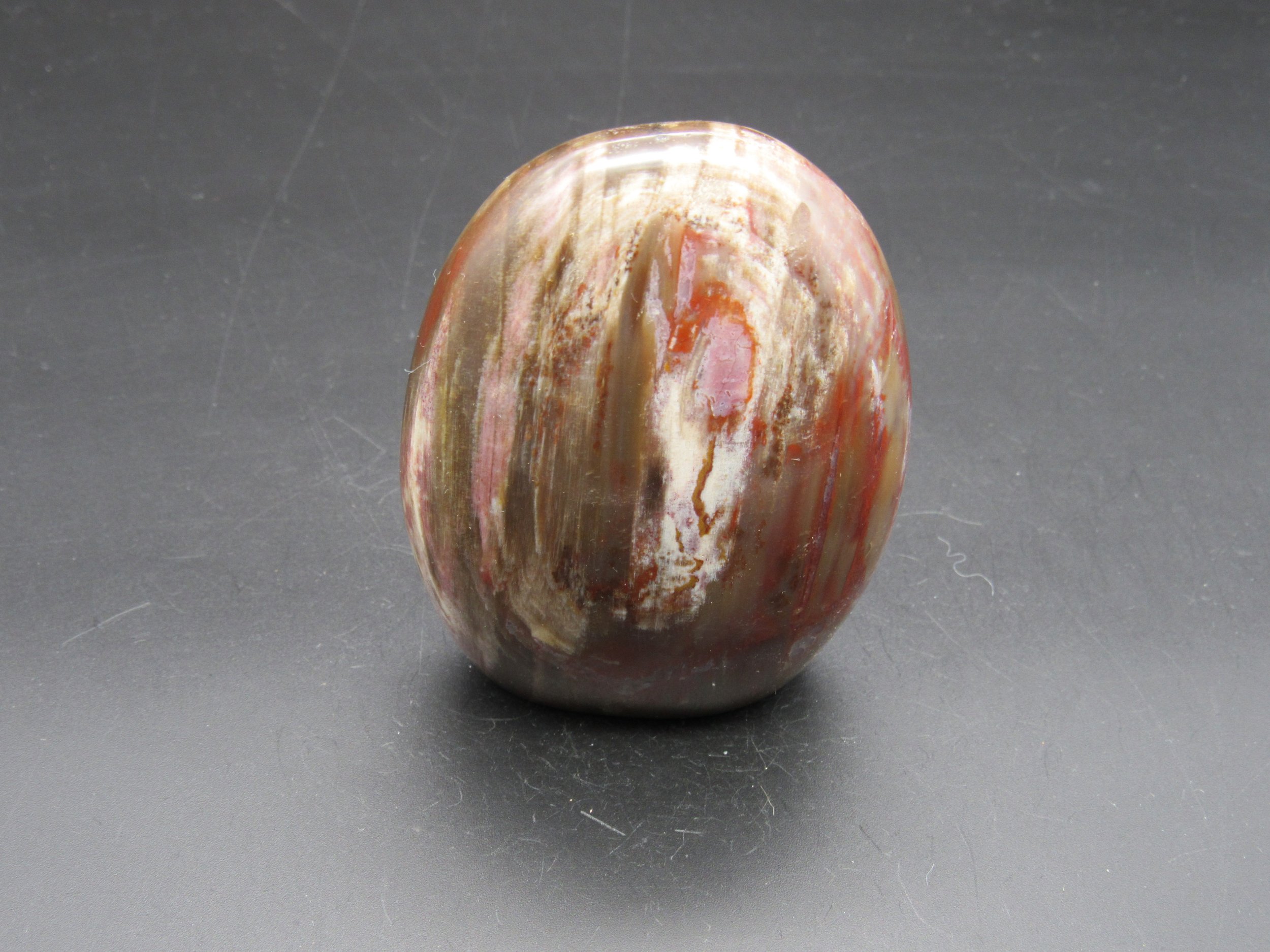 Petrified Wood  - Madagascar