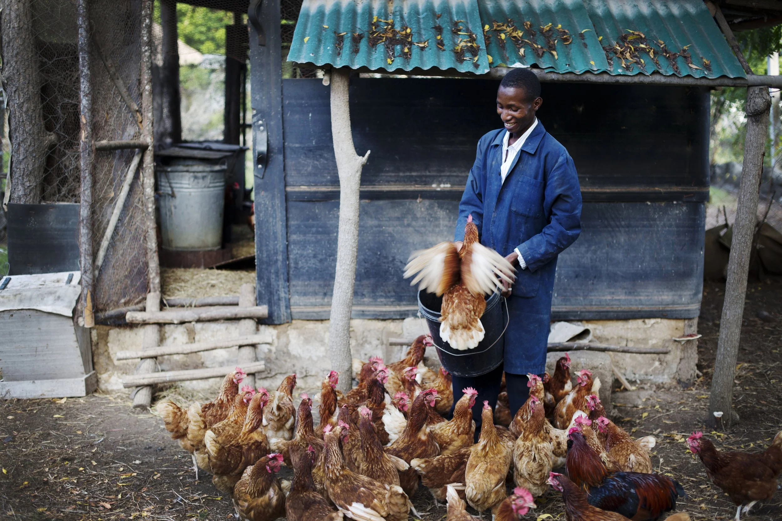 A man in a blue jacket feeding chickens in a farmyard.