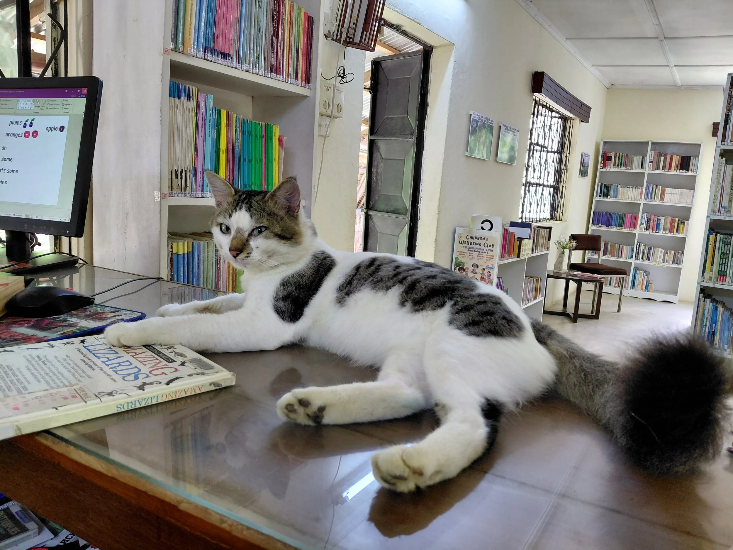 Nguuni Cat at Librarian's desk