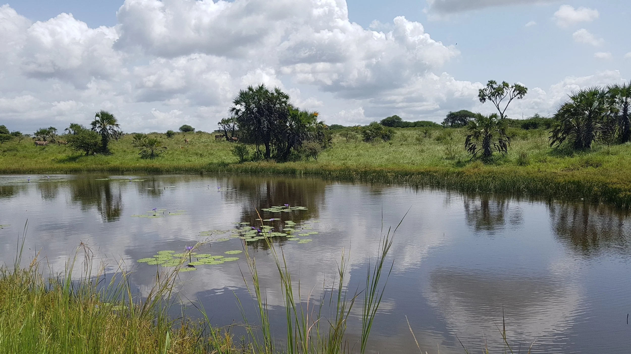 Walking Trail Pond at Sundowner