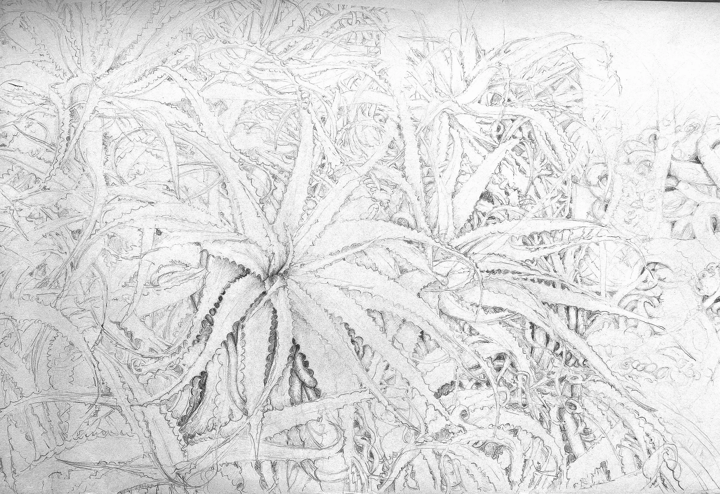 Sketch of various cactus and succulent plants with textured details.