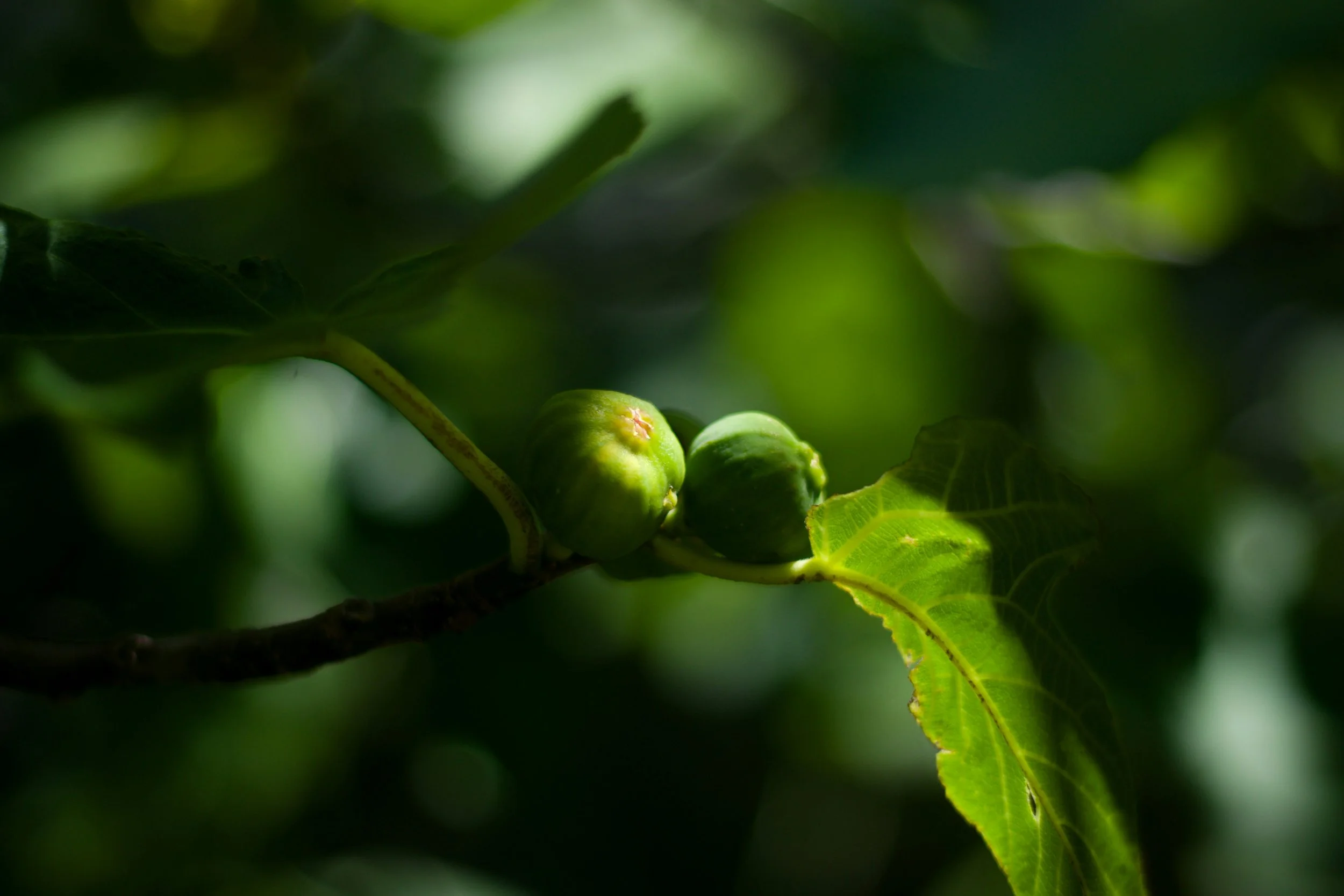 DSOL Atmosphere Living Green