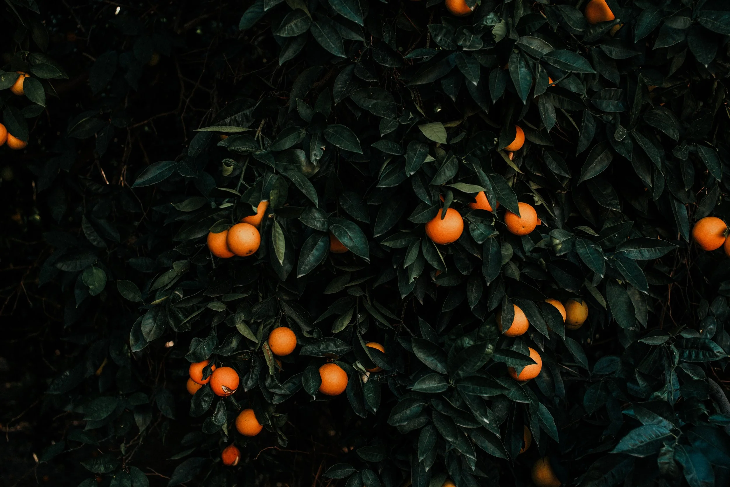 dominic-swain-fp8pqEyvvDk-unsplash.jpg