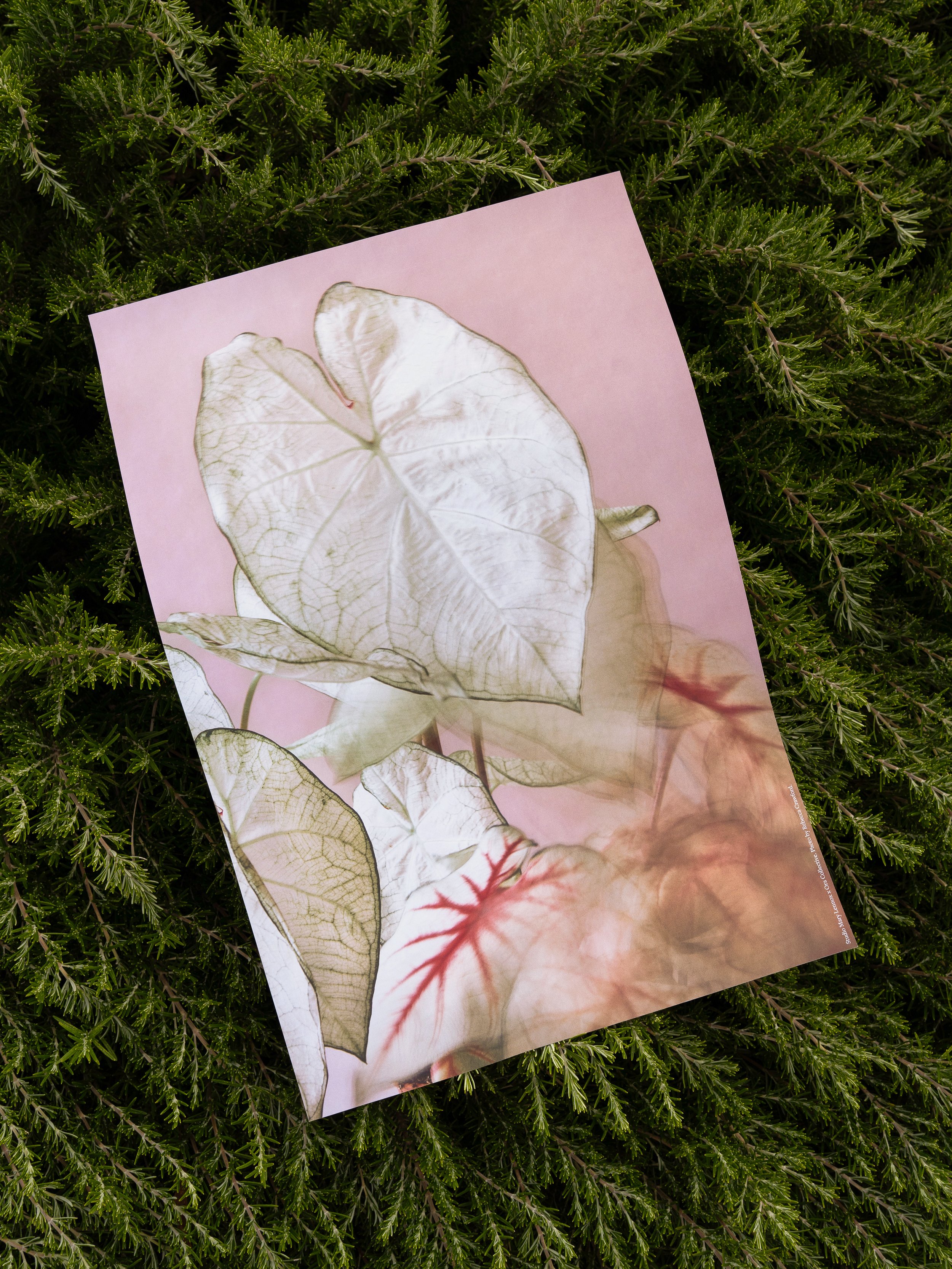 Mary Lennox x Ora Print 3: Joy