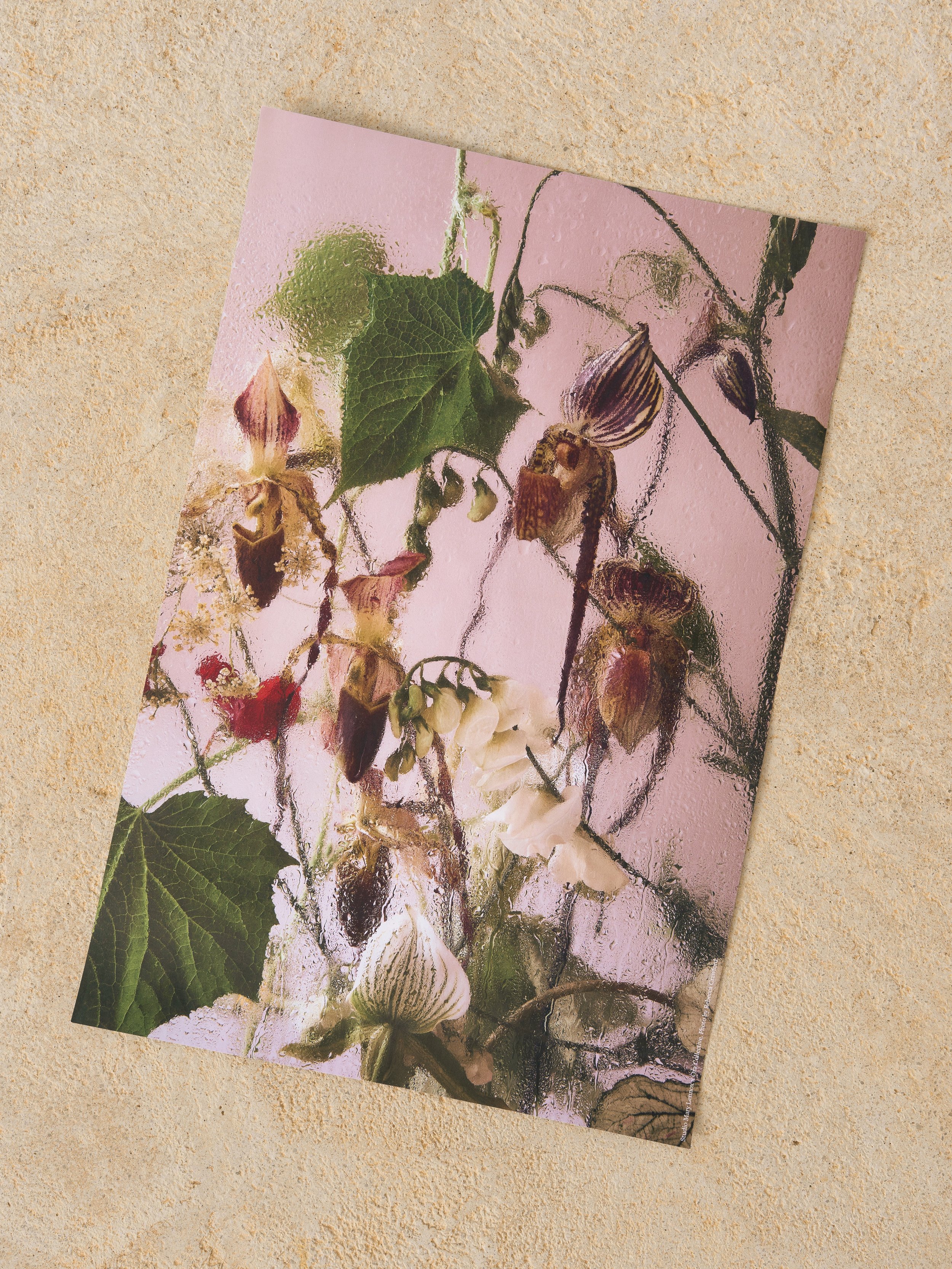 Mary Lennox x Ora Print 2: Relationships