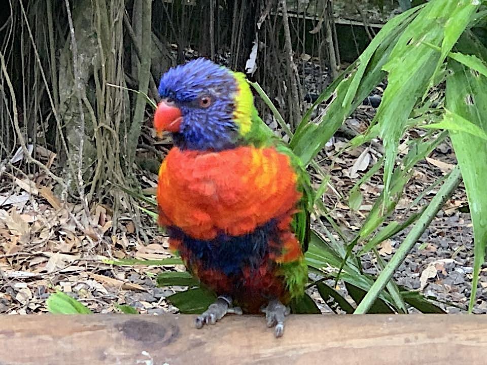 loriquet close up.jpg