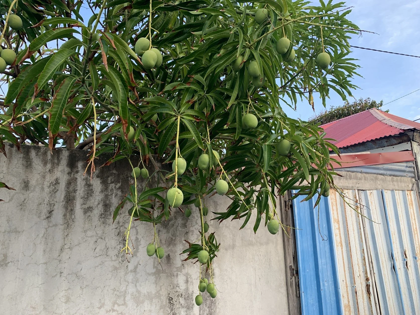 mango tree.jpg