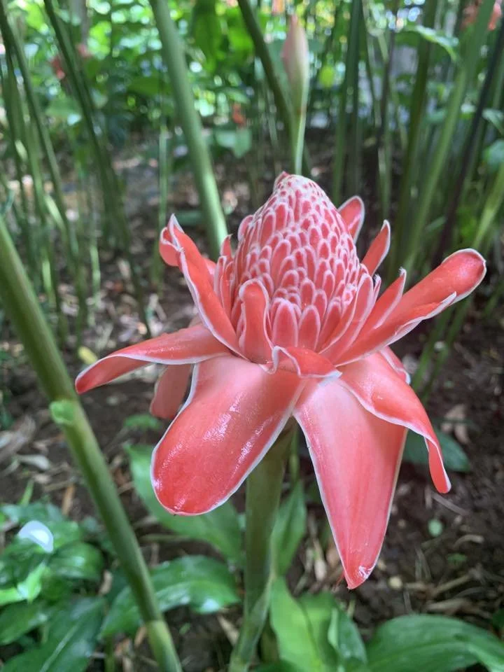 Etlingera eliator, torch ginger.jpg