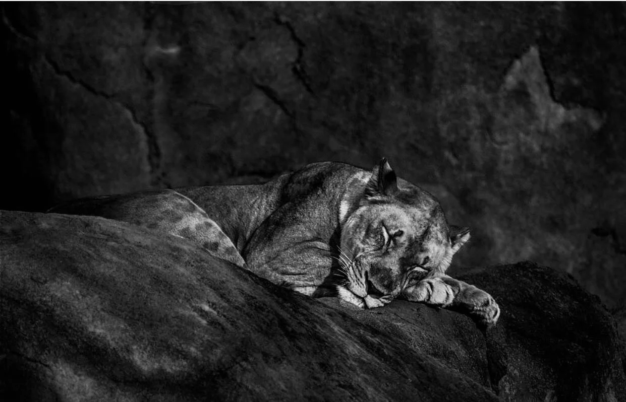 A sleeping lion