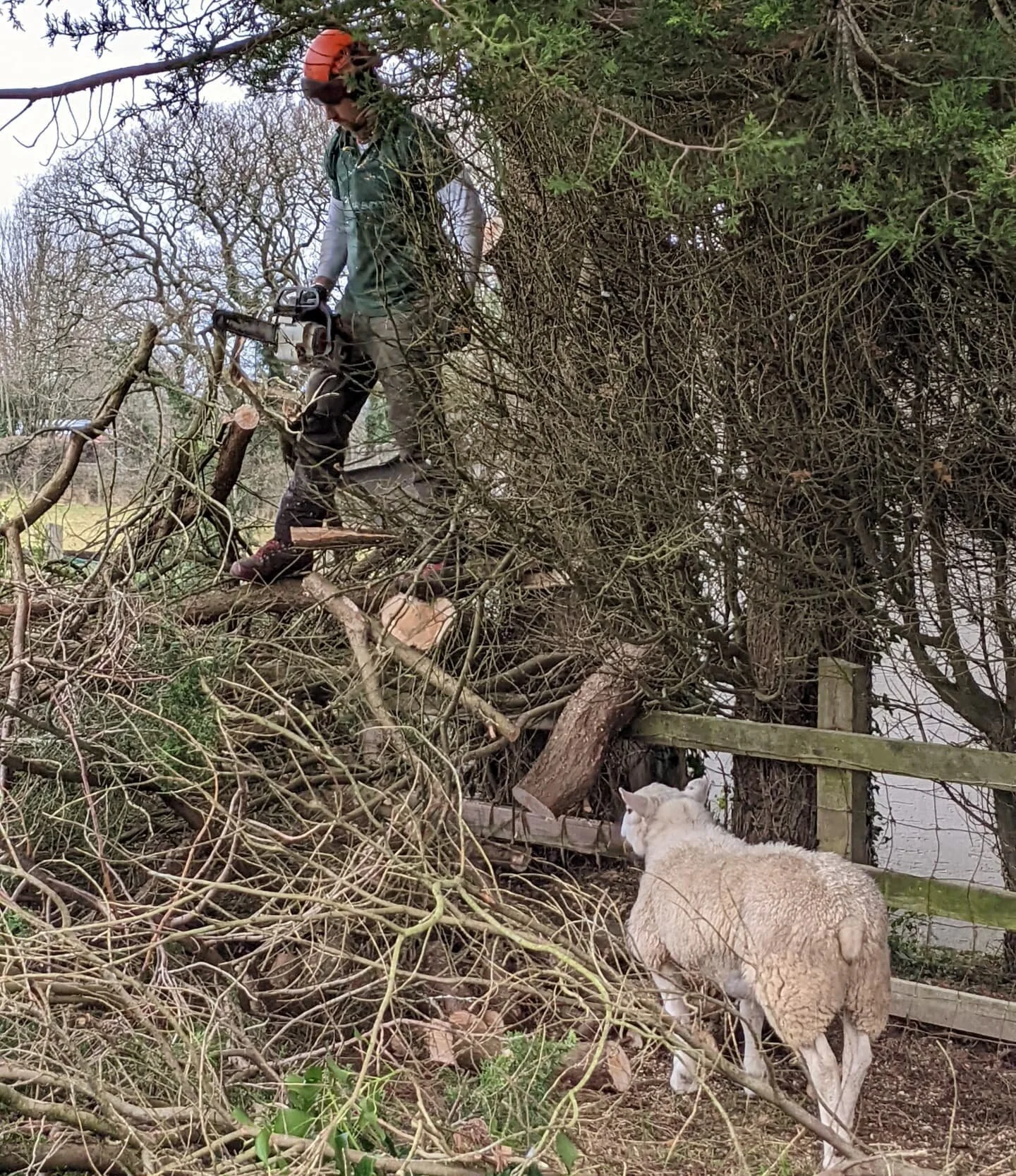 Our new groundy, Rambo 🐑