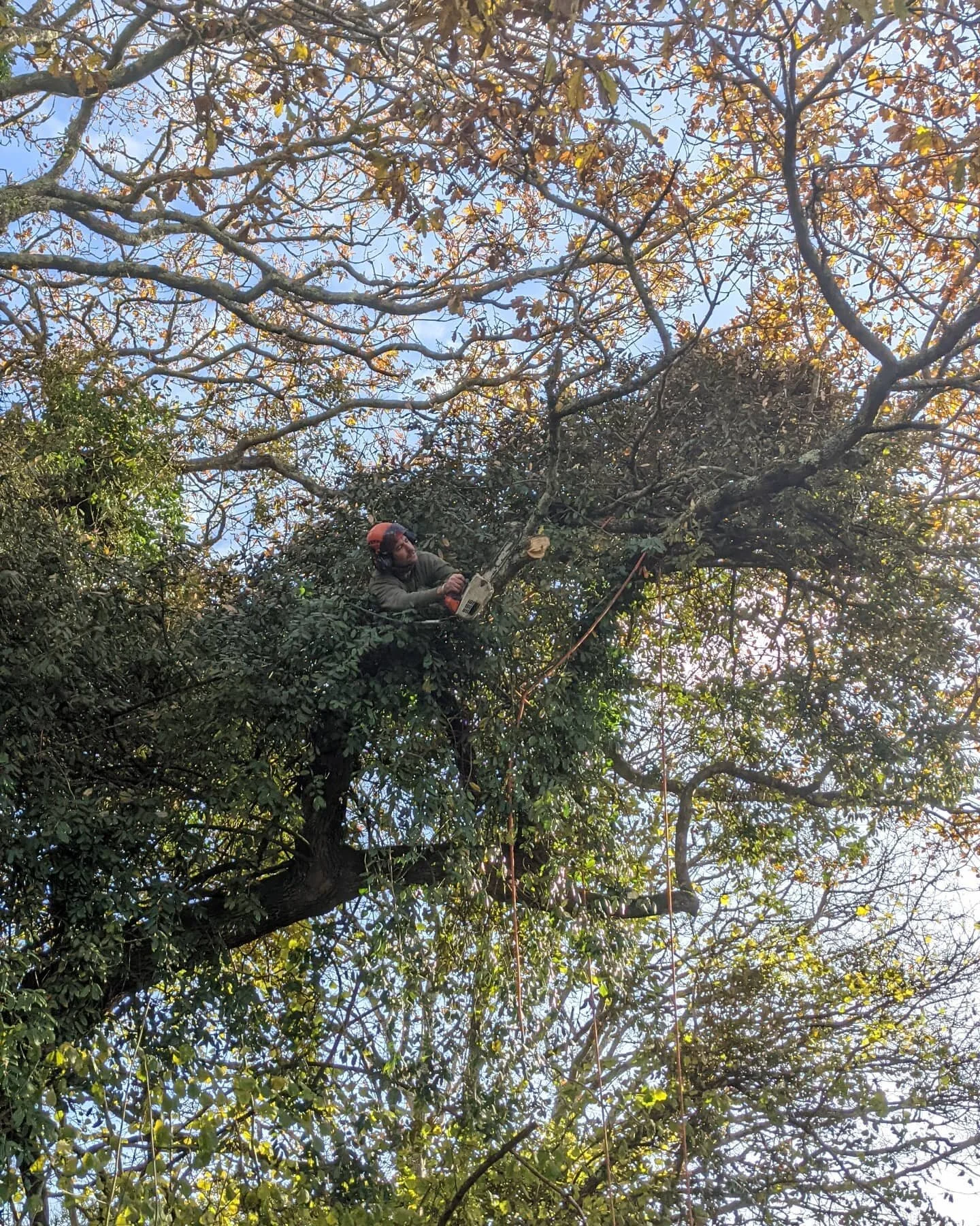 Taking a few limbs off a beautiful old Oak Tree 🍂 just a tidy up.