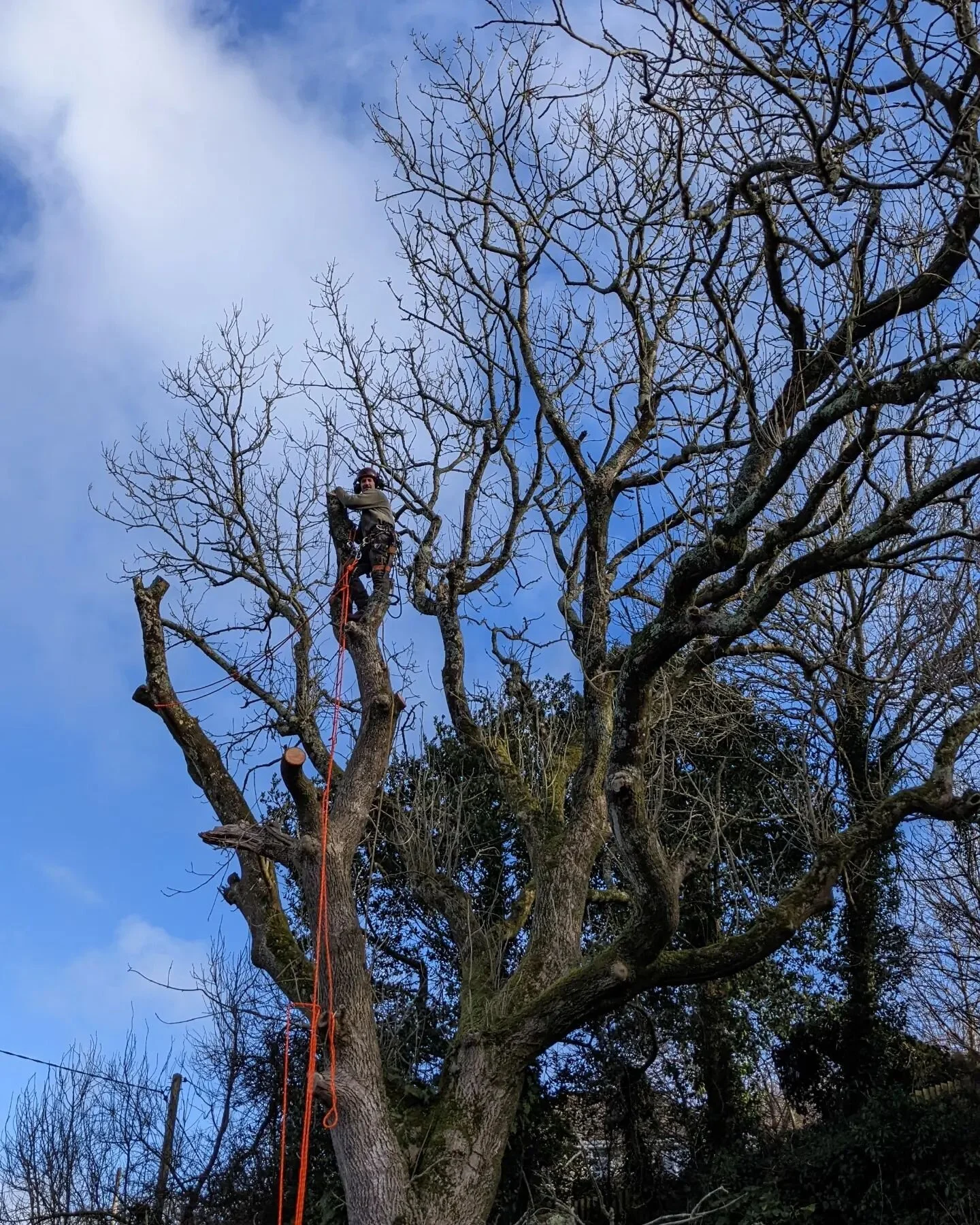 Dismantling a diseased Ash tree yesterday 🌳 A beautiful old tree, a great one to climb.