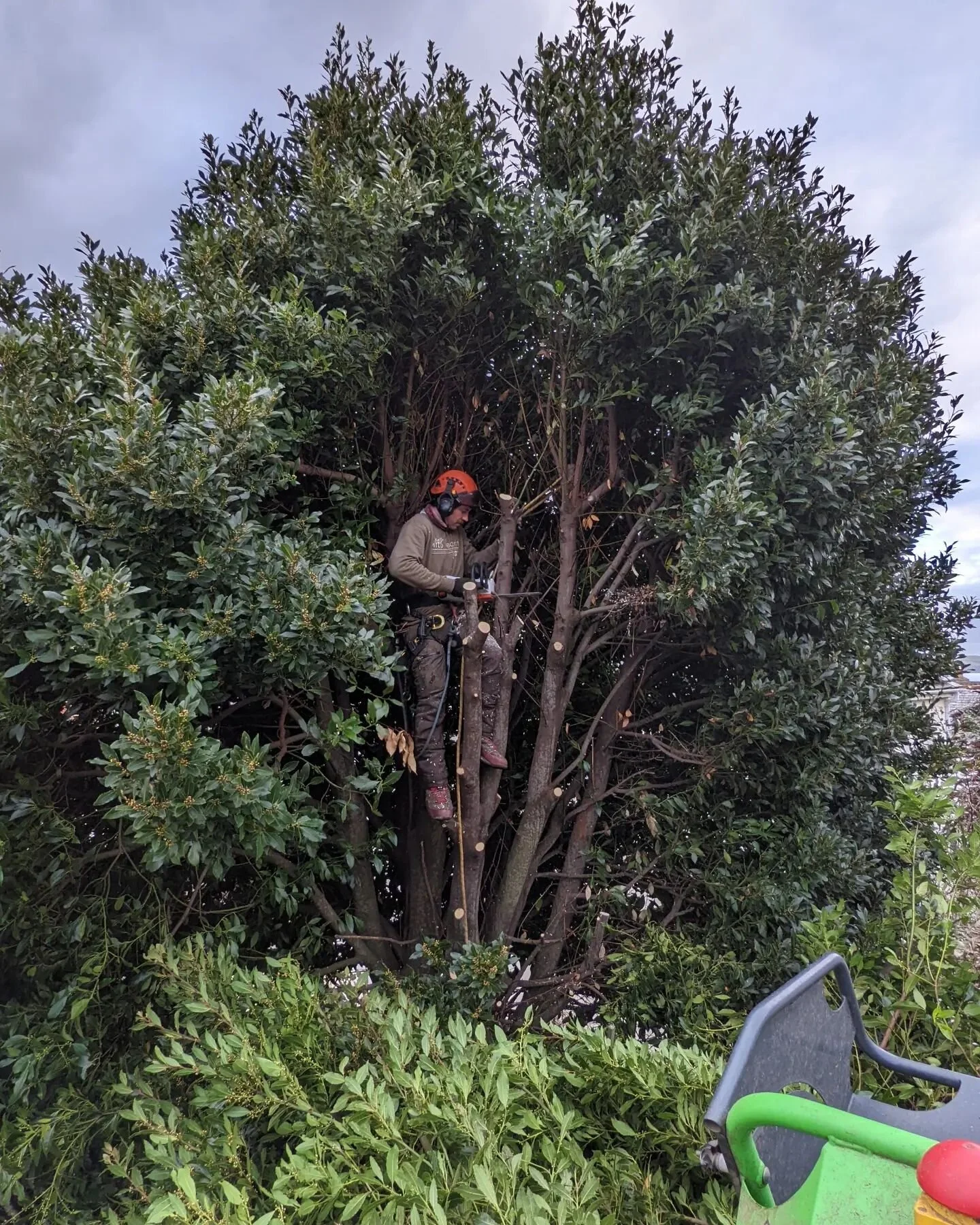 Reducing a huge Bay Tree 🌳 these always grow back in abundance.