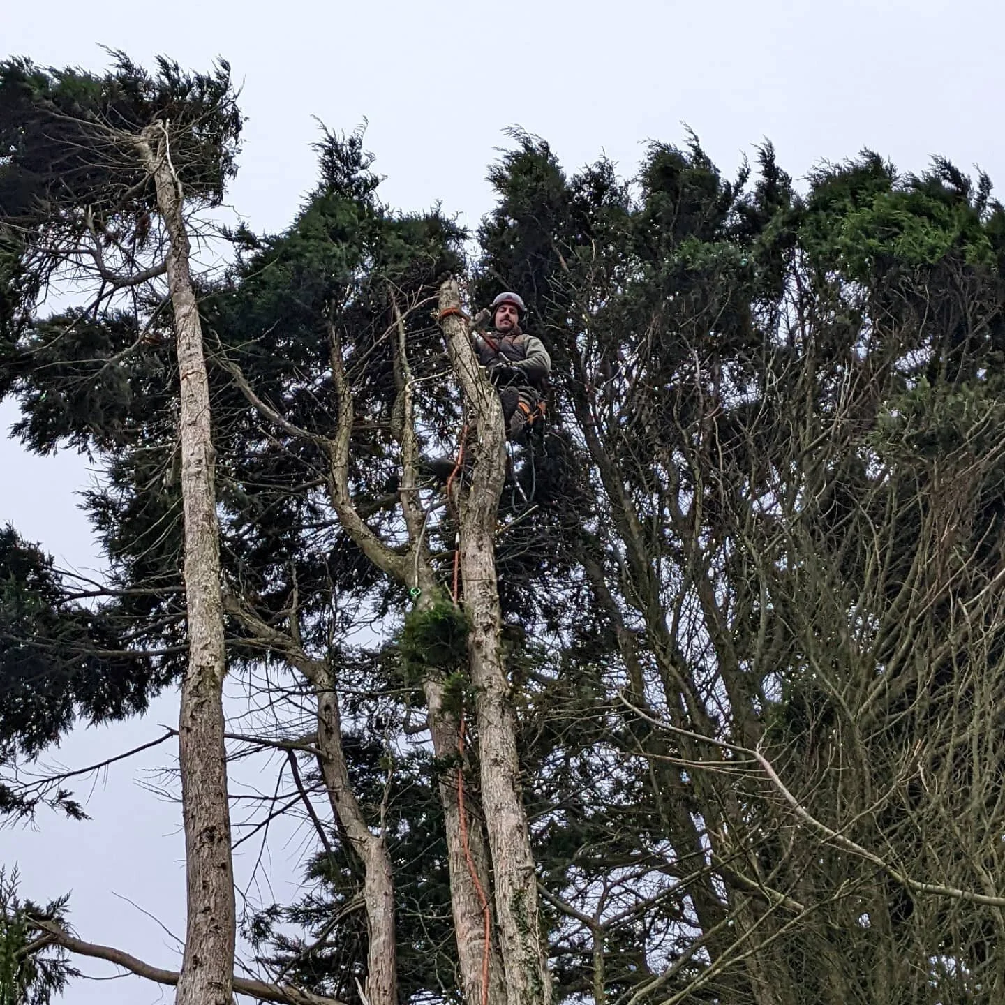 Happy New Year! 🌳 we're back at work and looking forward to another year working on Cornwall's trees.