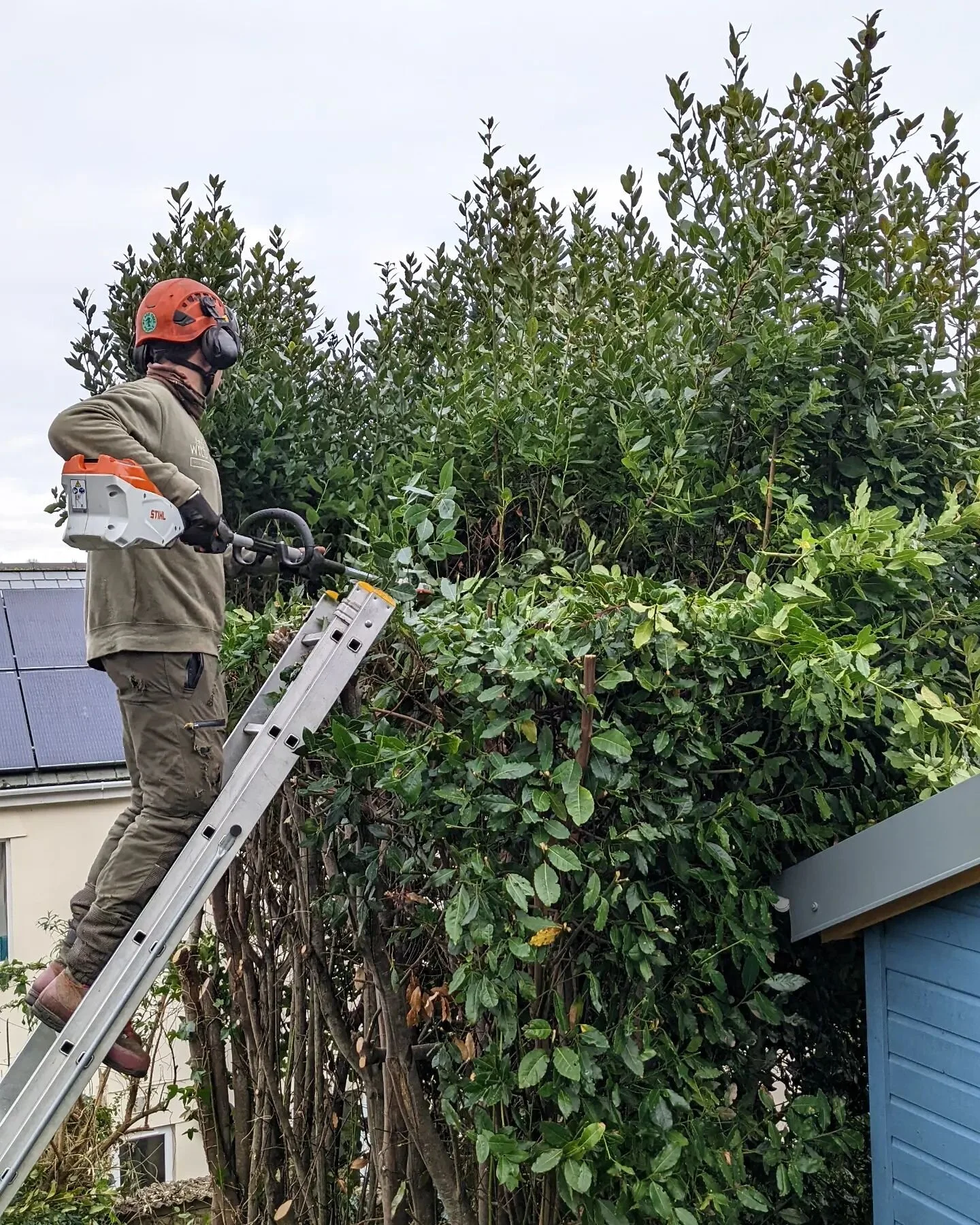Another day, another Bay 🌳😁 #treesurgery #treespecialist #treesurgeons #cornwalltreesurgeons #cornwalltreesurgery #cornishtreesurgeon #cornisharborist #wildarborist