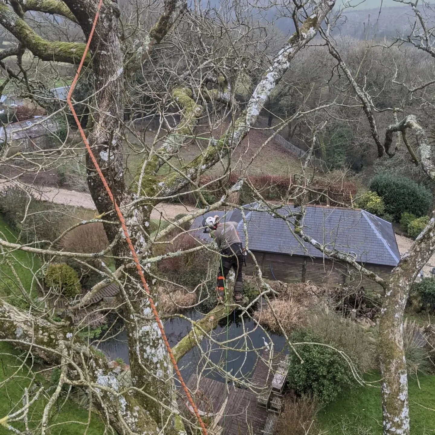 Great work from @martin_hann on helping me deal with a large diseased Ash Tree this week 🌳 Another tree lost to Dieback.