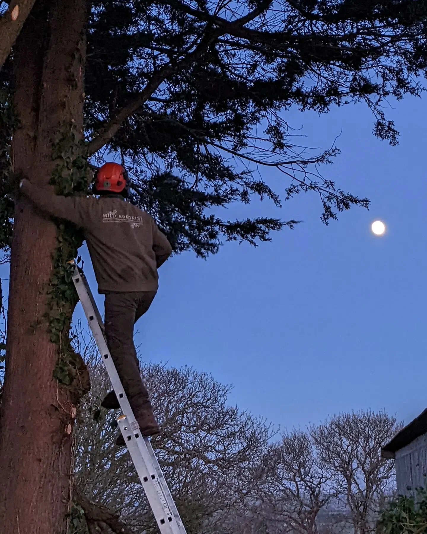 A photo from dark evenings before Christmas, the days are feeling longer and brighter already 🌳