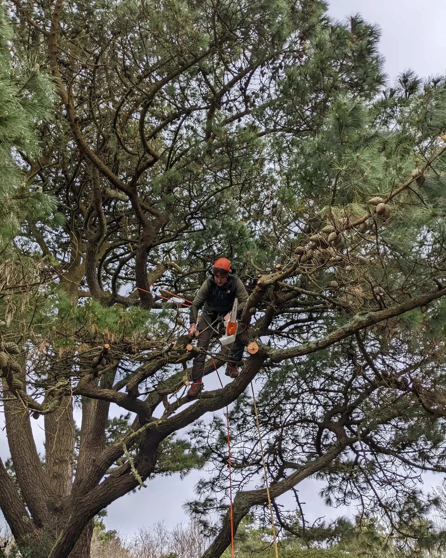Just a few limbs coming off this lovely old Monterey Pine 🌲