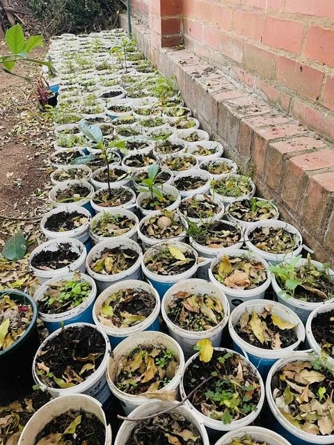 blog-11-nicola-bouwer-art-avocado-propagation-1 2.jpeg