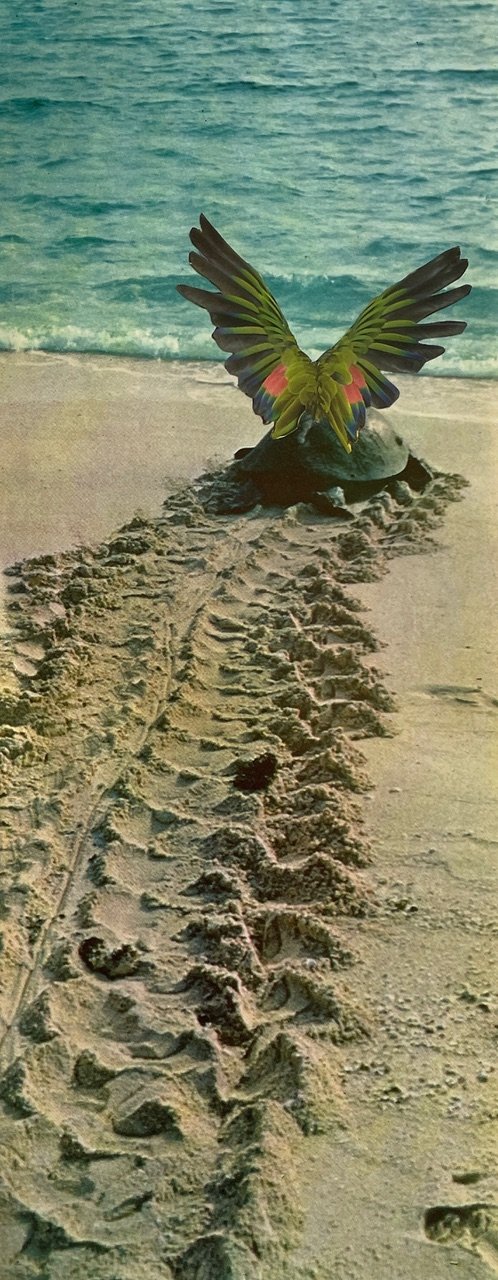 contemporary-analogue-collage-flight-of-the-slow-dreamer-11x28-unframed-nicola-bouwer-art.jpeg
