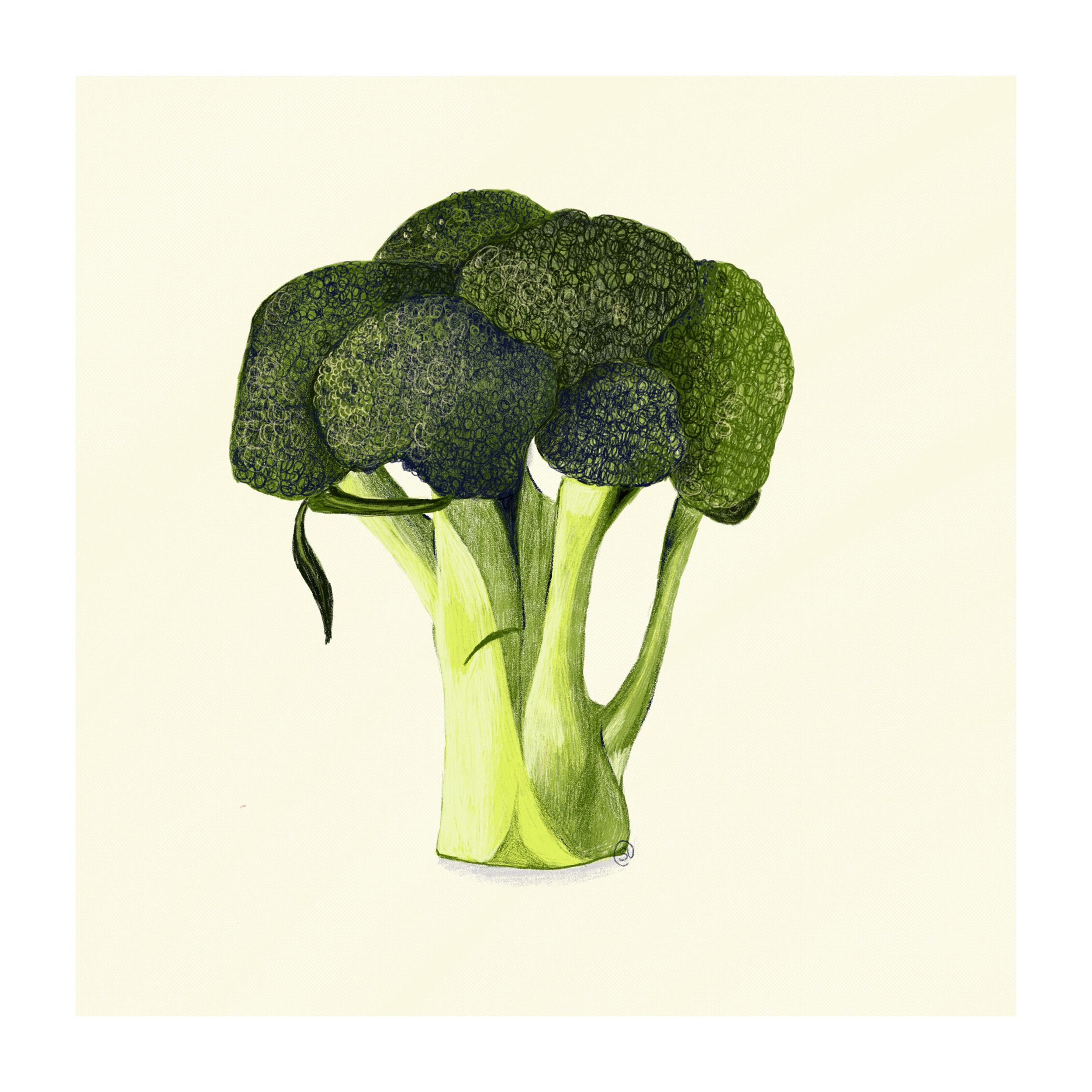 Illustration of a fresh broccoli head on a neutral background.