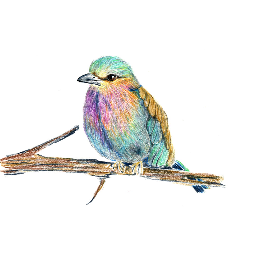Illustration of a colorful bird sitting on a branch