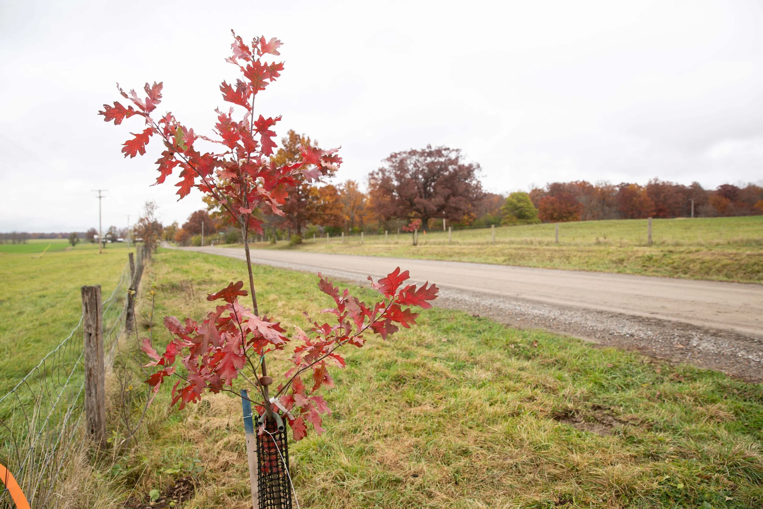 100 Street Trees Planted
