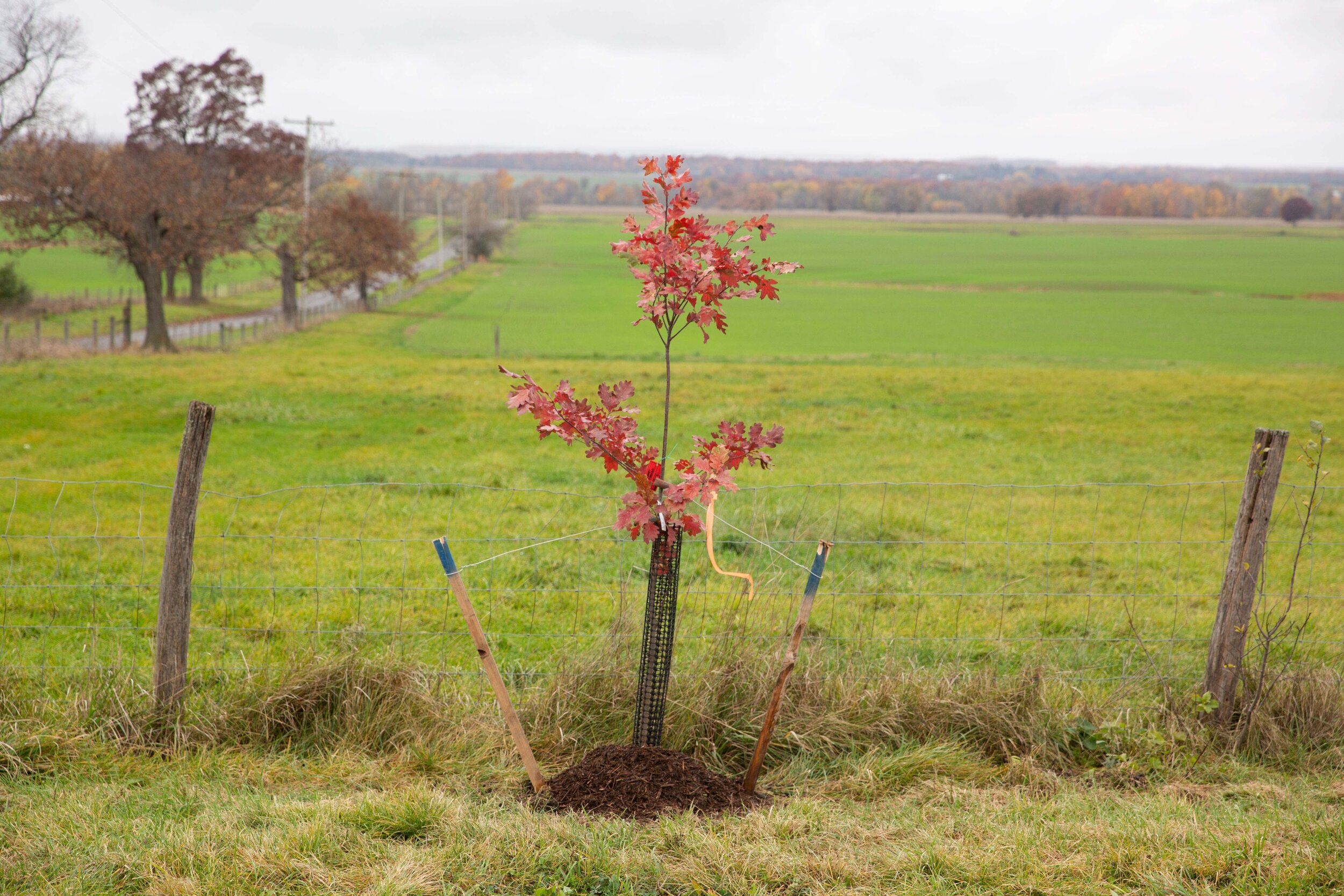 20201028_022_Trees.jpg