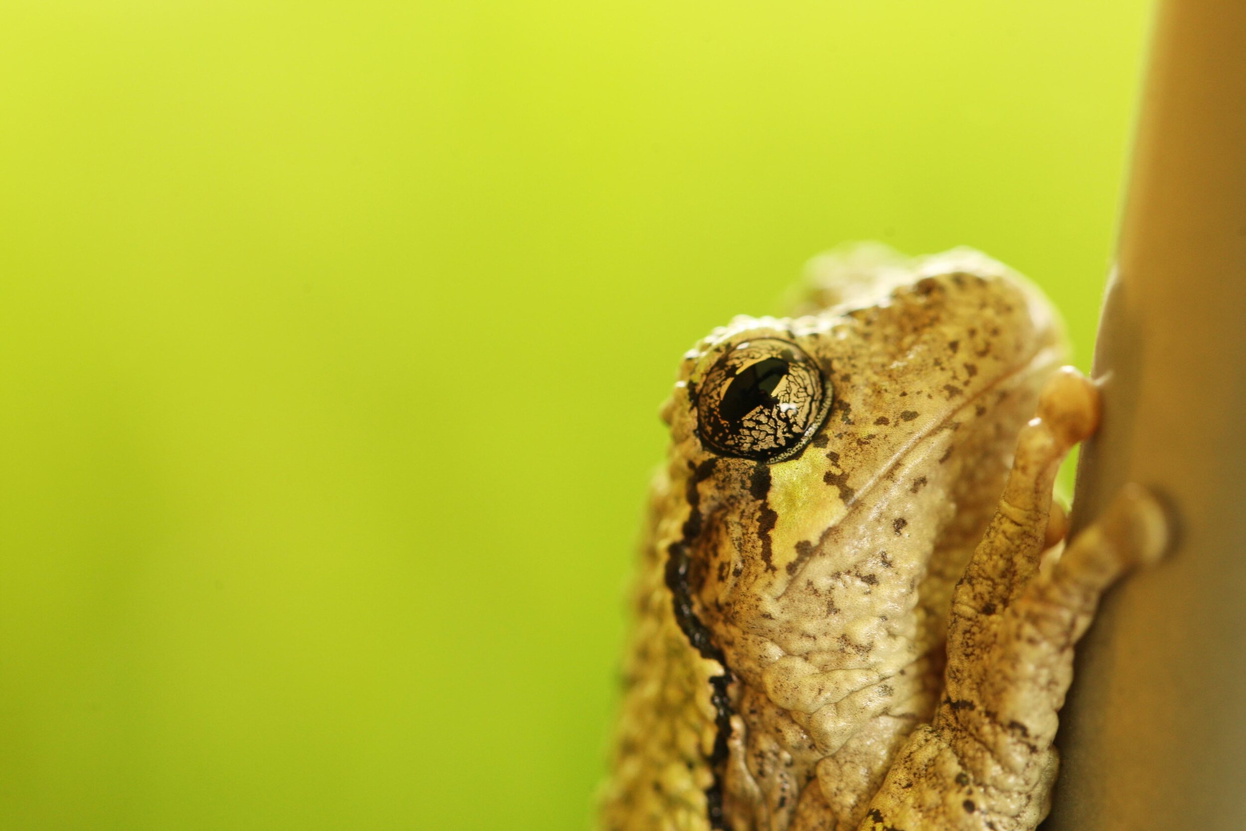 Professor/Students Study Frog Vocalizations at Indian Fort