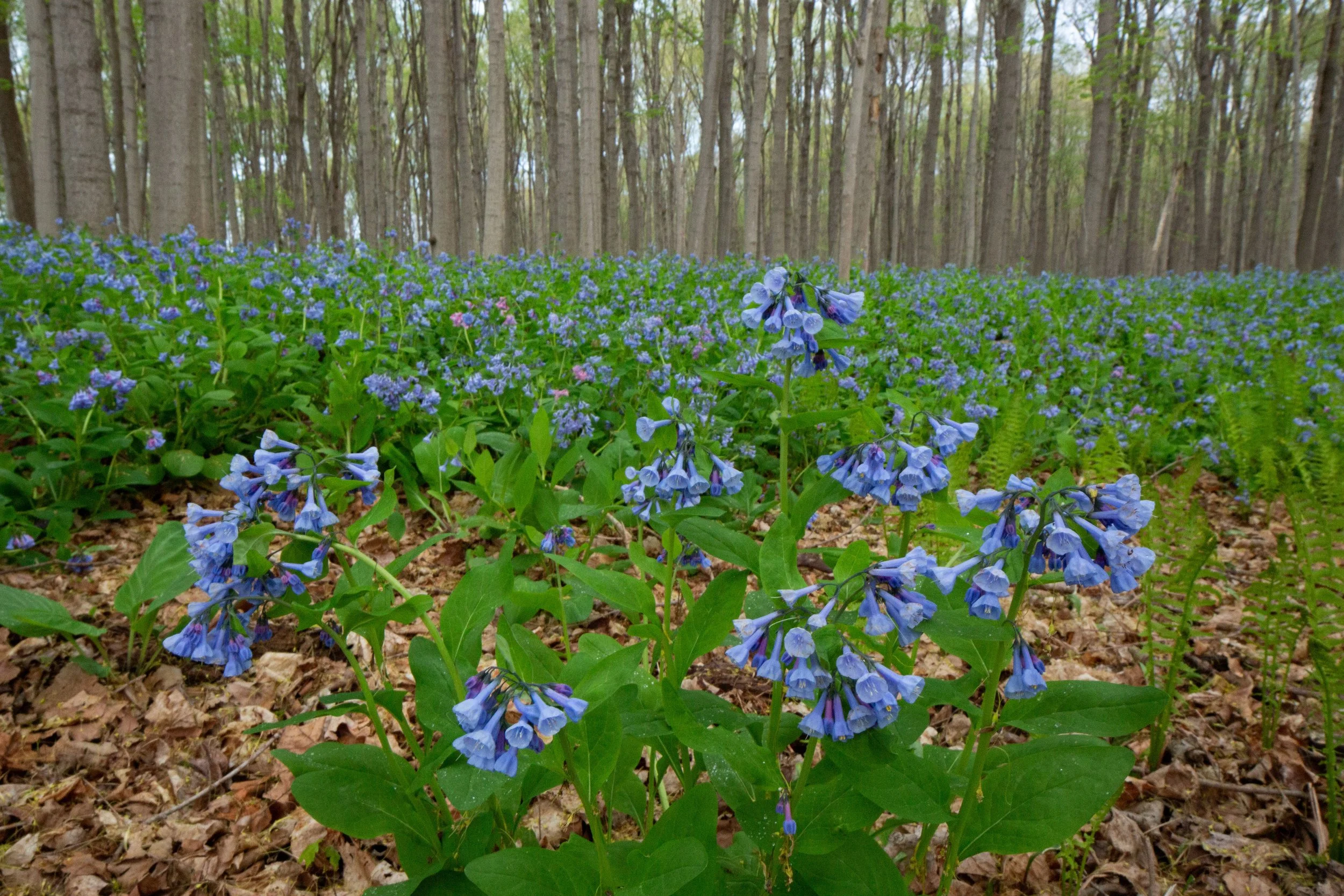 Bluebell Hike (May 7): FULLY BOOKED