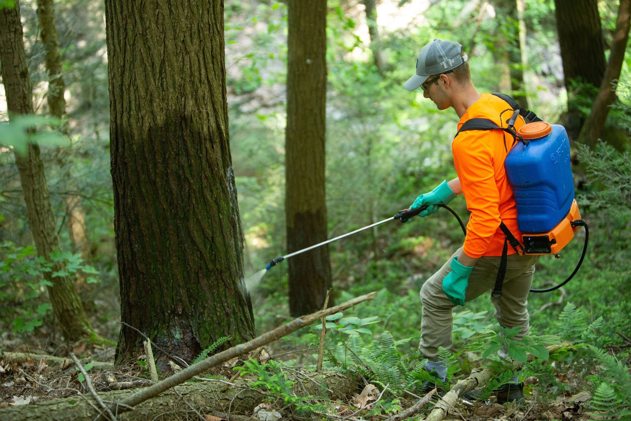 Treatments Started to Save Hemlock Forest from Adelgid
