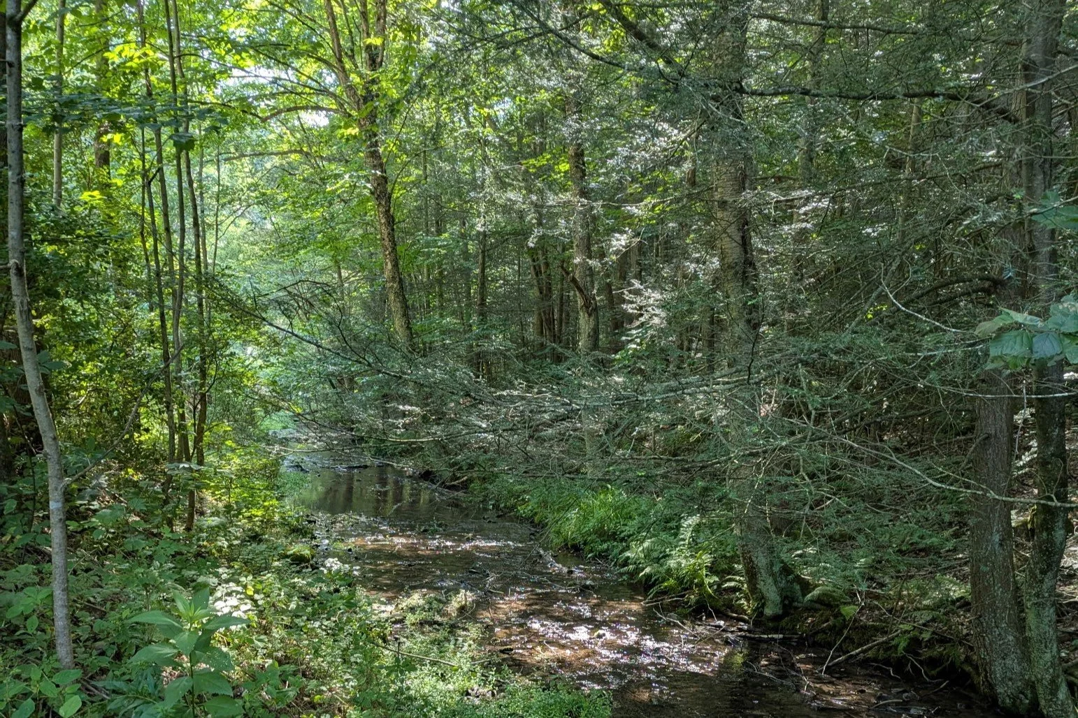 Grant Awards to Protect Genesee Valley Forestland