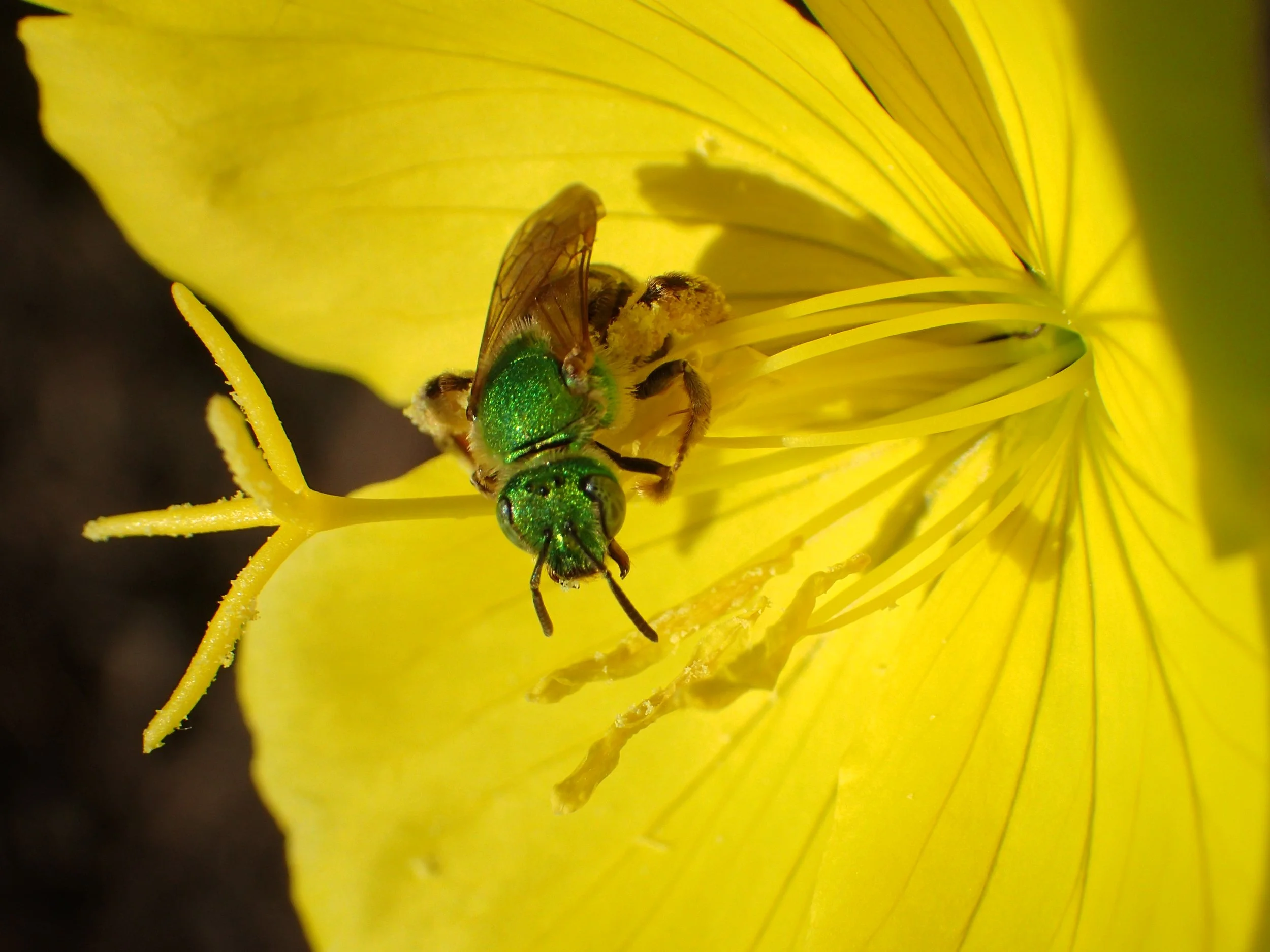 Steeplechase Trailhead &amp; Pollinator Garden Ribbon Cutting at Island Preserve