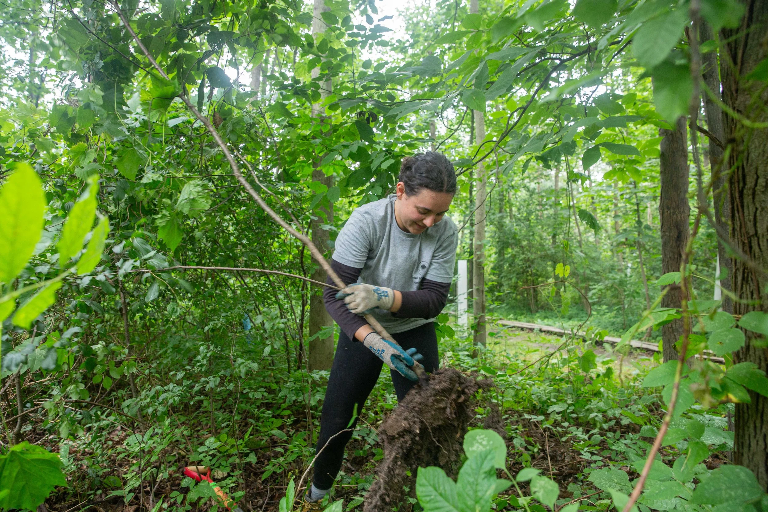 Invasive Species Awareness Week Event at Indian Fort Nature Preserve