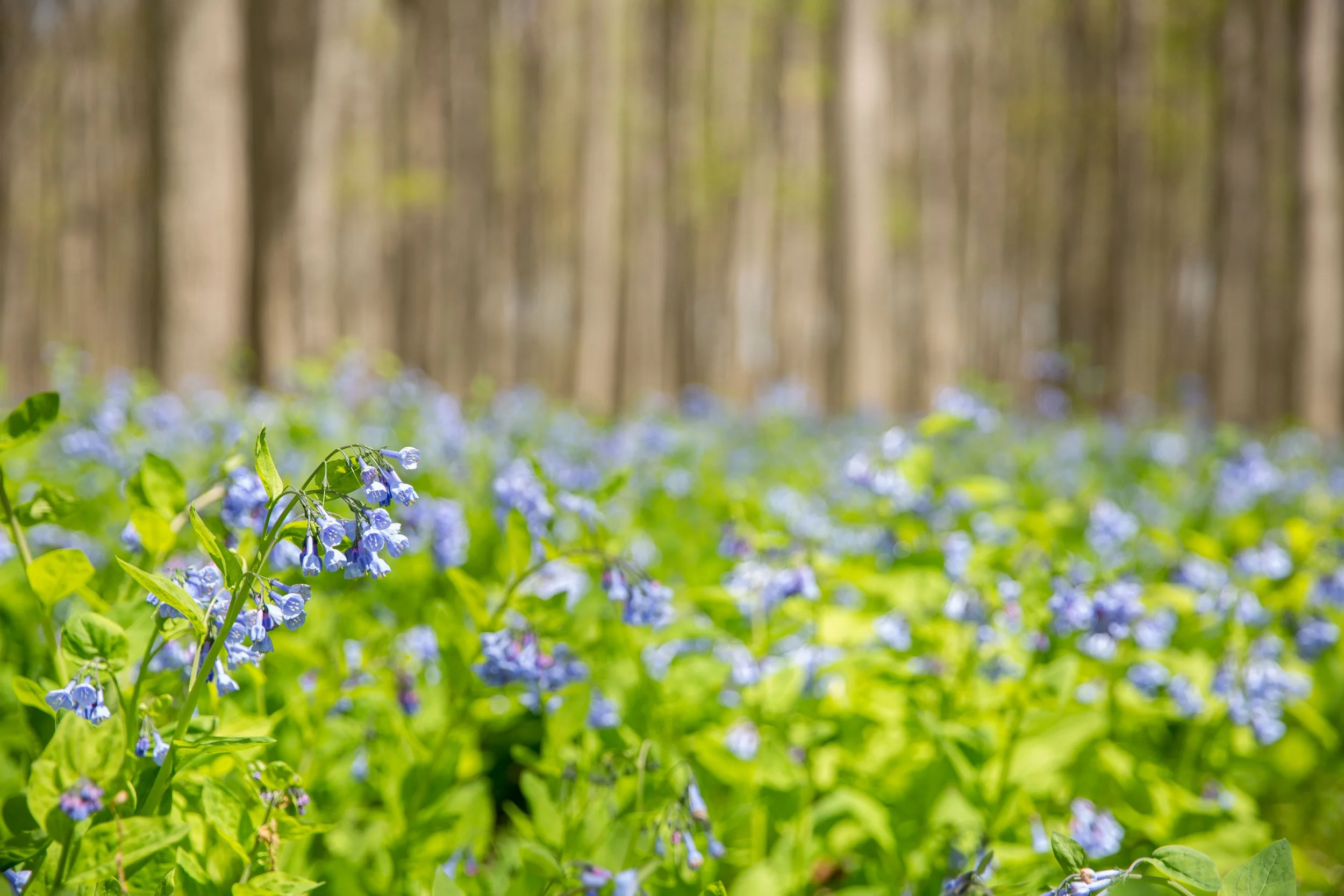 Protect the Genesee Valley Forever!