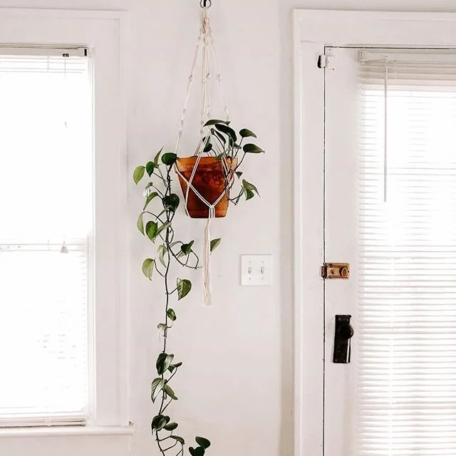 I love, plants (in the Marie Kondo voice when she says I love mess). I have so many. Probably too many. It is about time to start planting my seeds for my garden this year. I think I am going to start mid-February. Last year I started them way too la