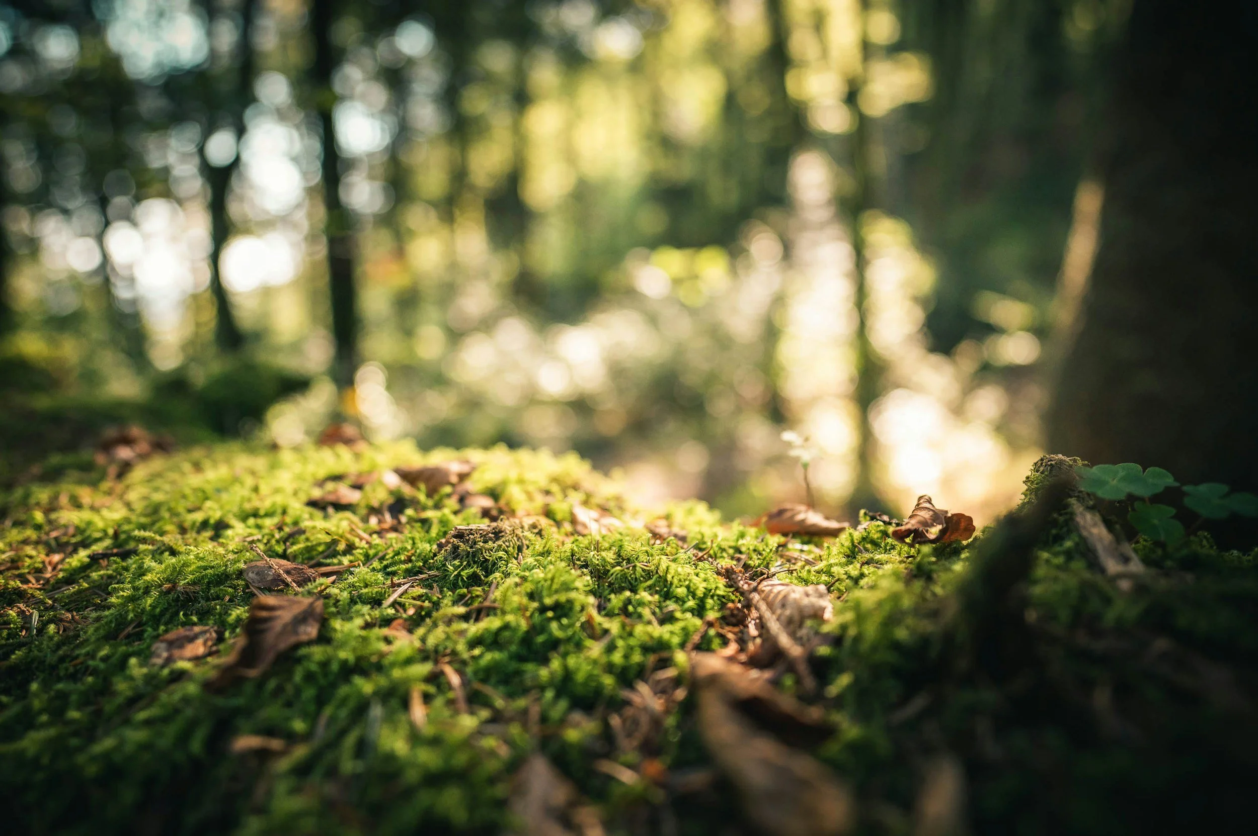 The Dead Walking: Humanity’s Ecosystem