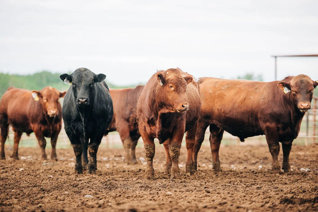 Group of brown and black cattle standing on dirt in a farm field