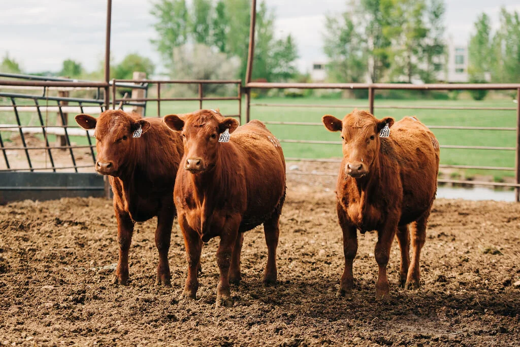 Henry's Fork Cattle Co