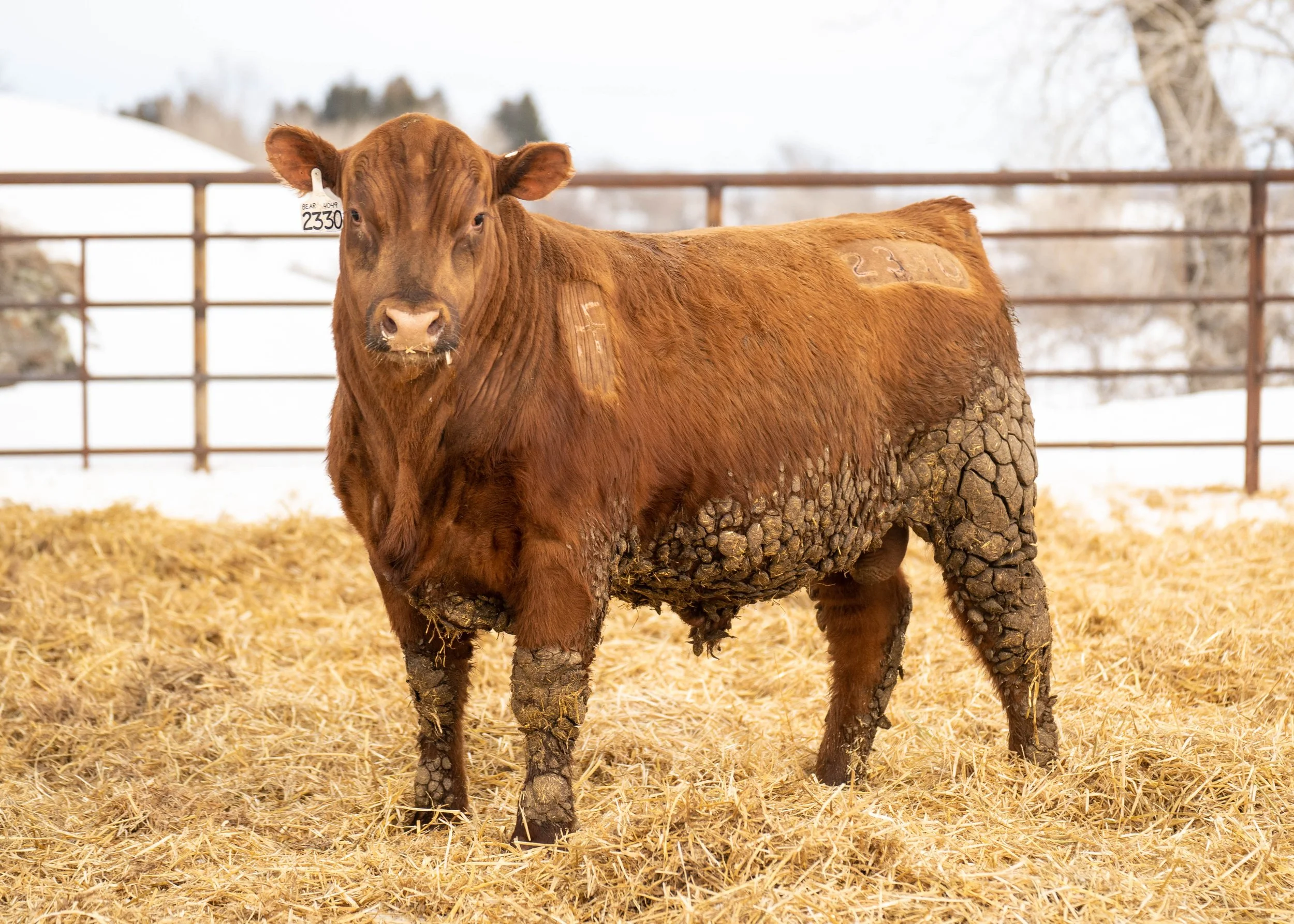 Henry's Fork Cattle Co