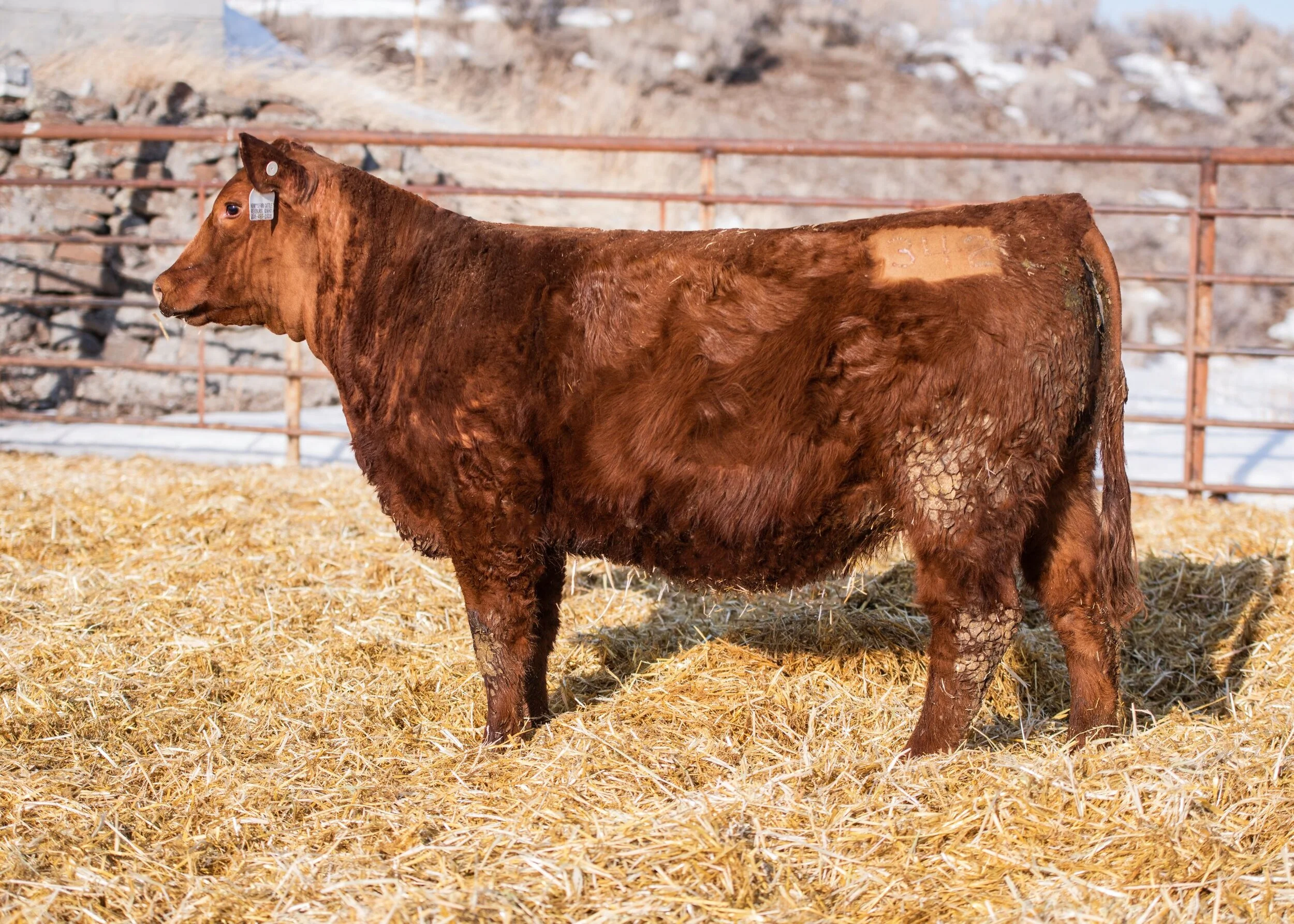 Female Sale — Henry's Fork Cattle Co