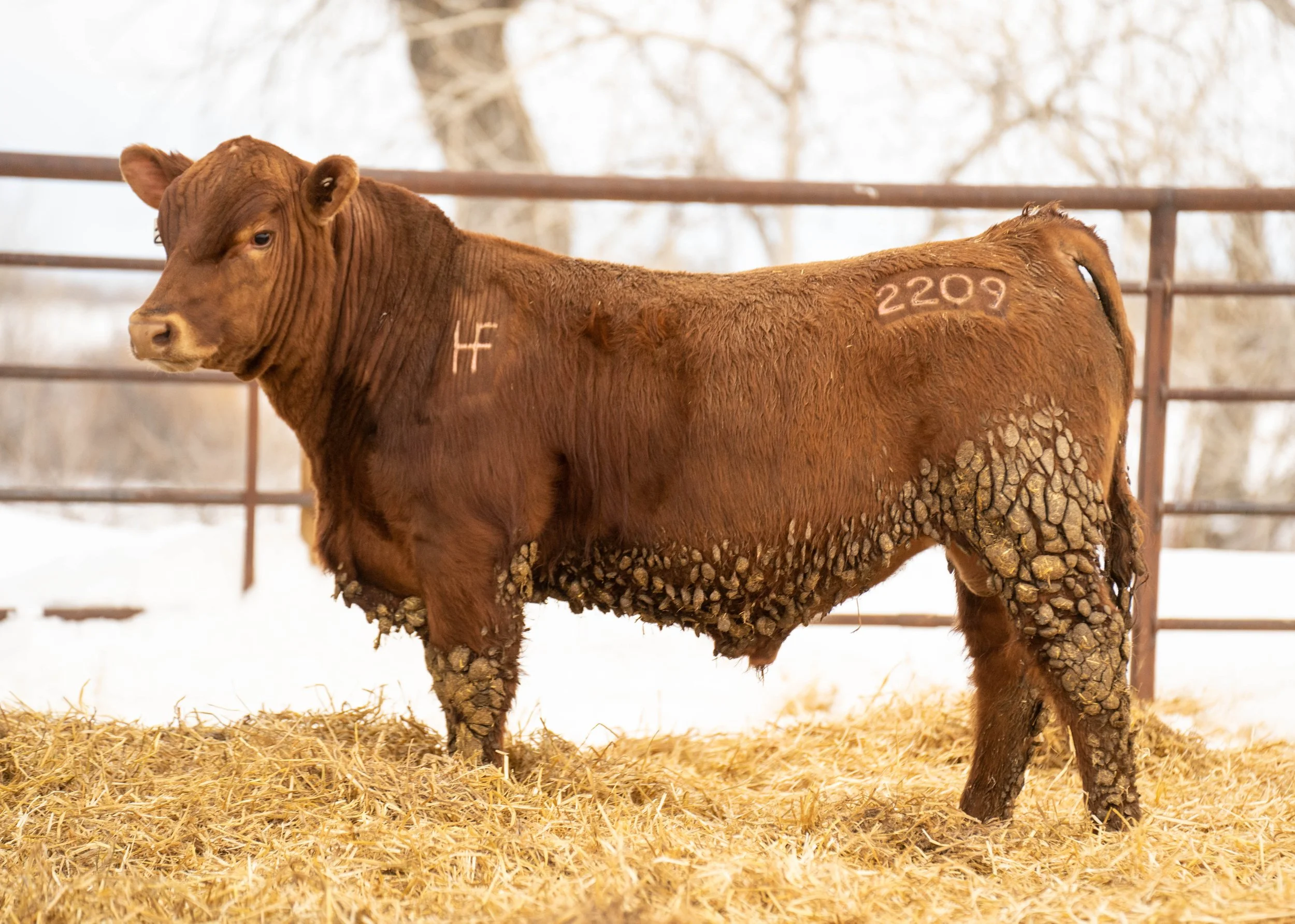 Henry's Fork Cattle Co