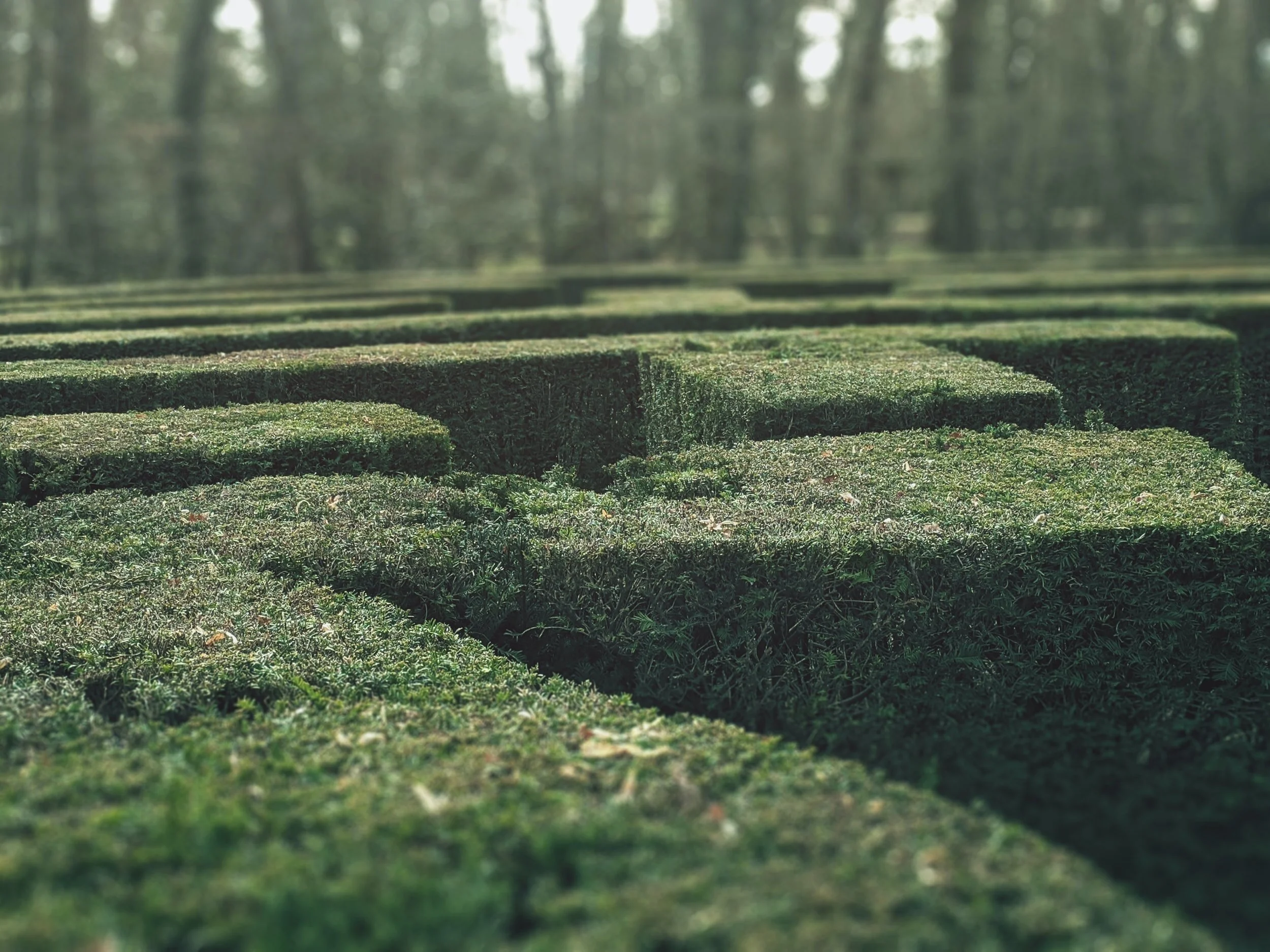 “stuck in a maze” by Divya Chhotani