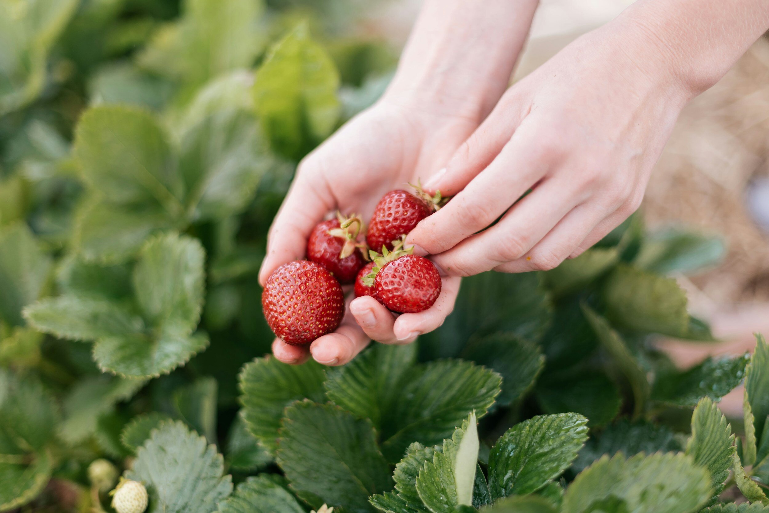 Strawberry Solace
